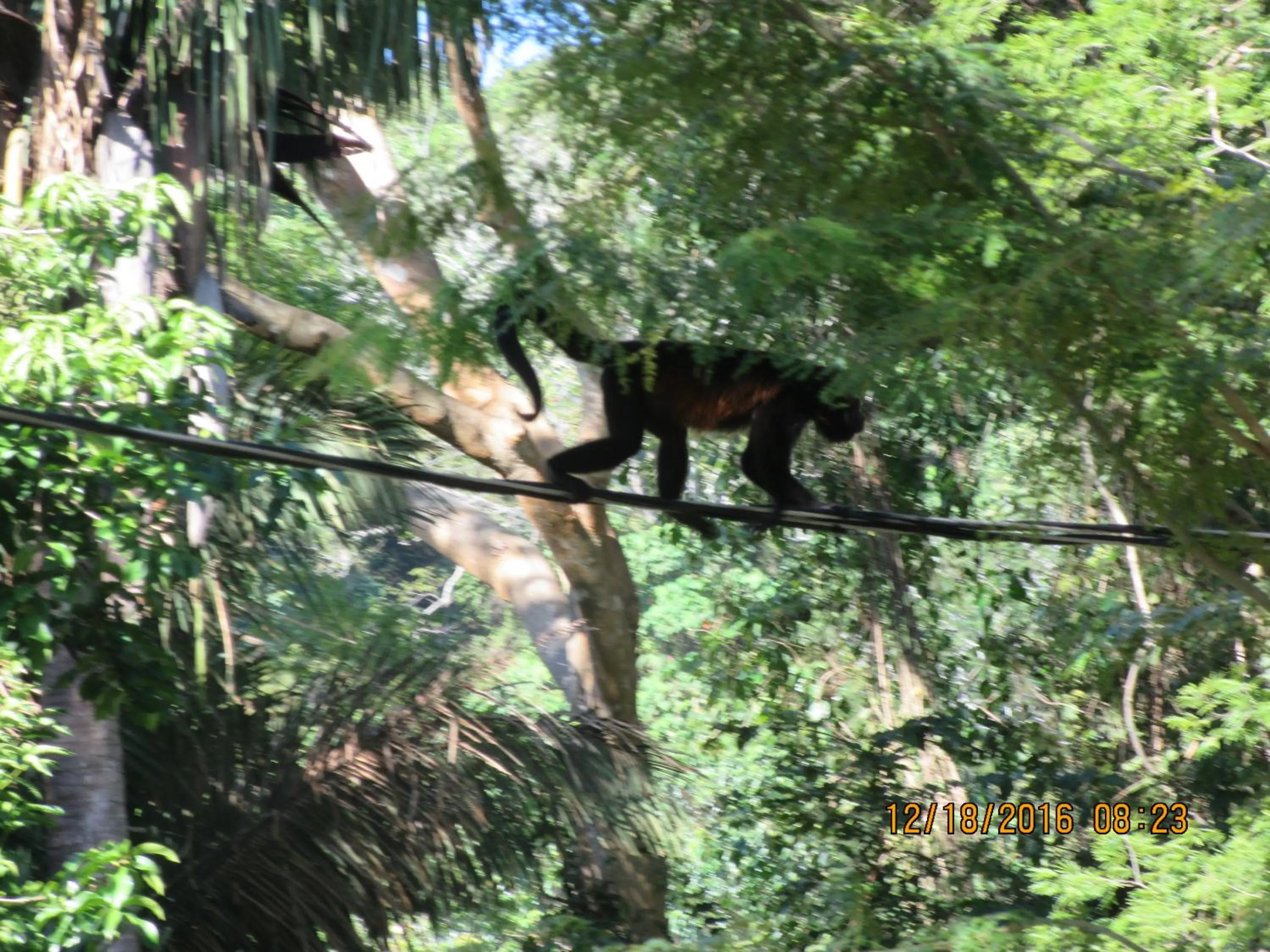 Animals in spirit of jungle lodge