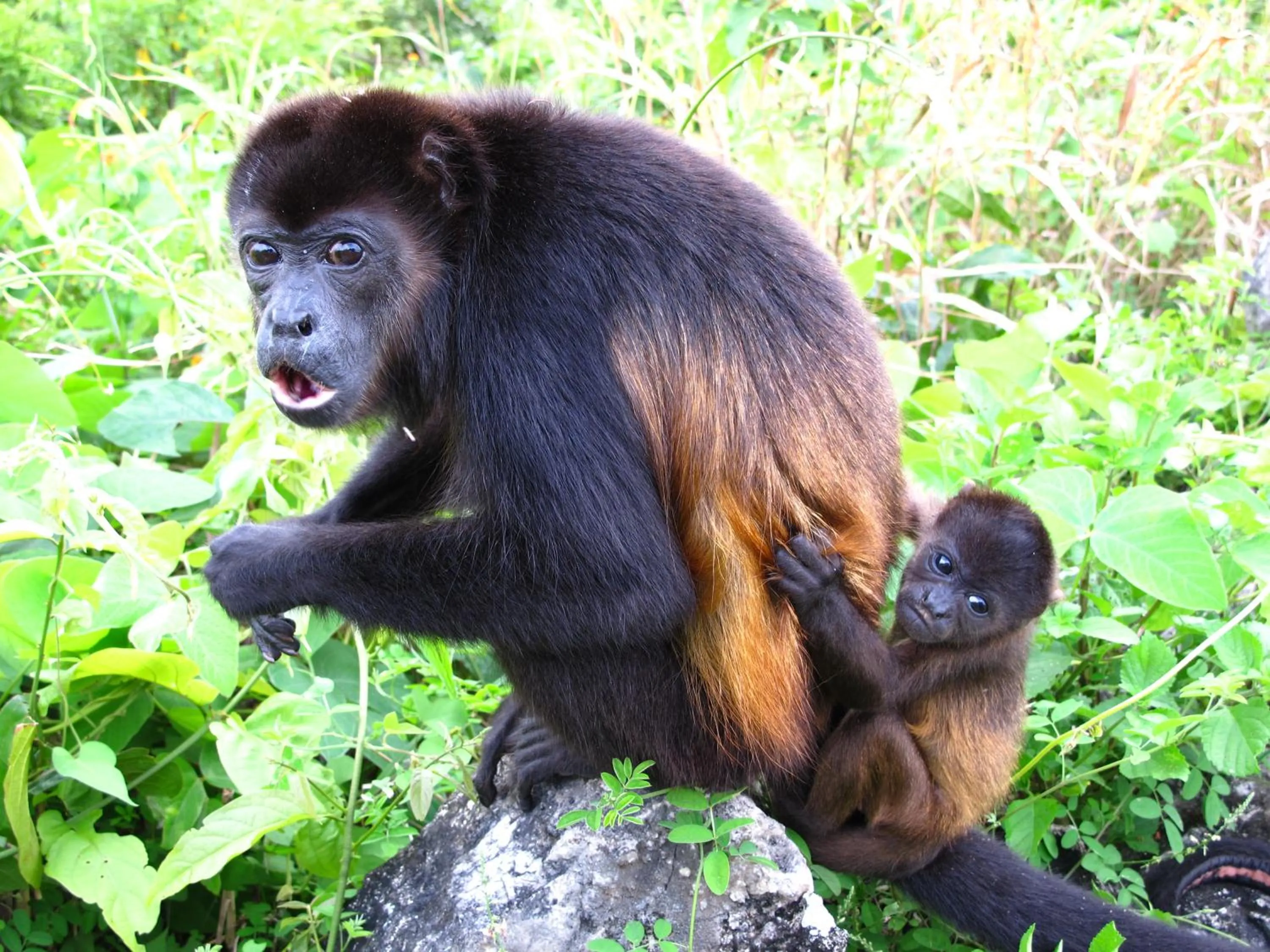 Animals in Barracuda apartments