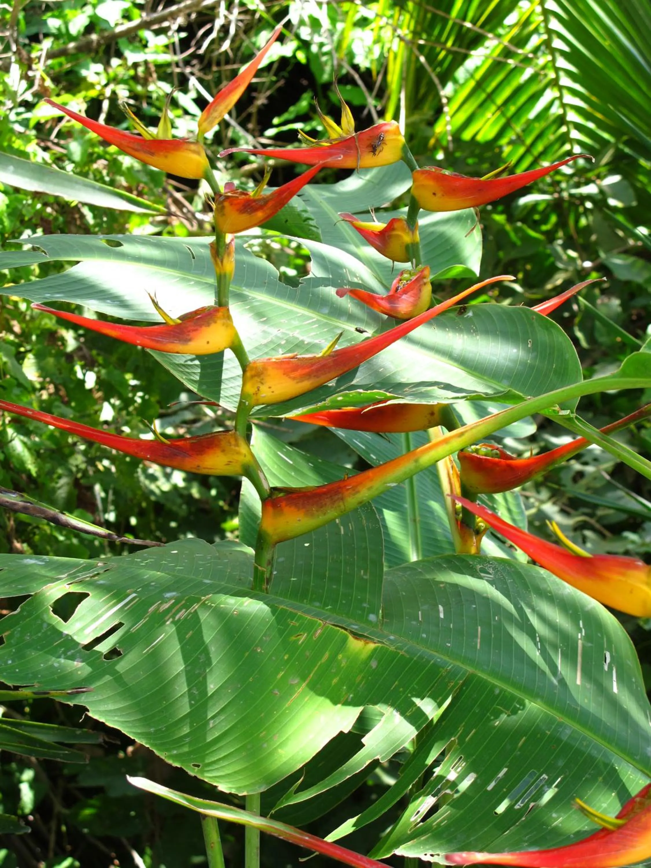 Garden in Barracuda apartments