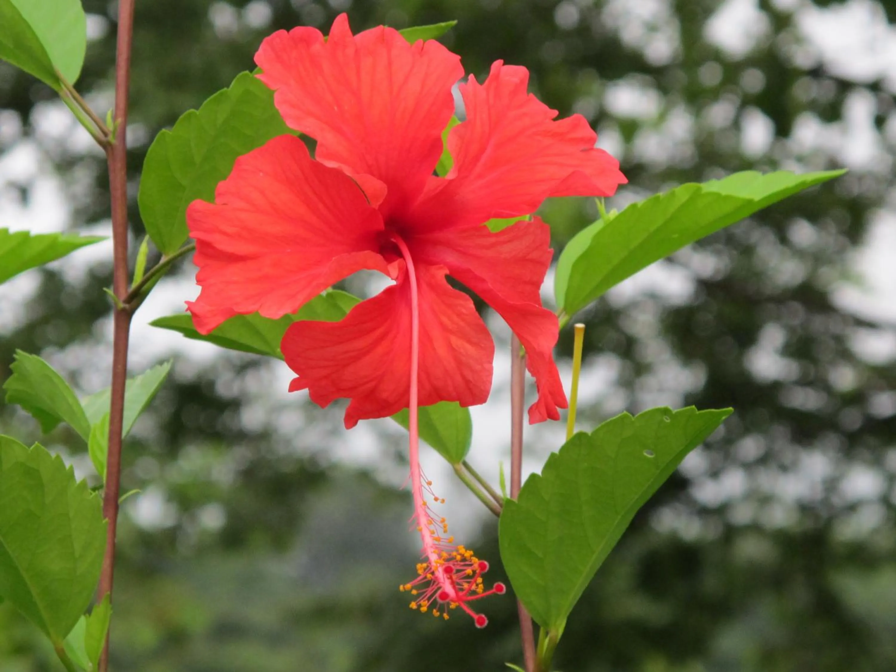 Garden in Barracuda apartments