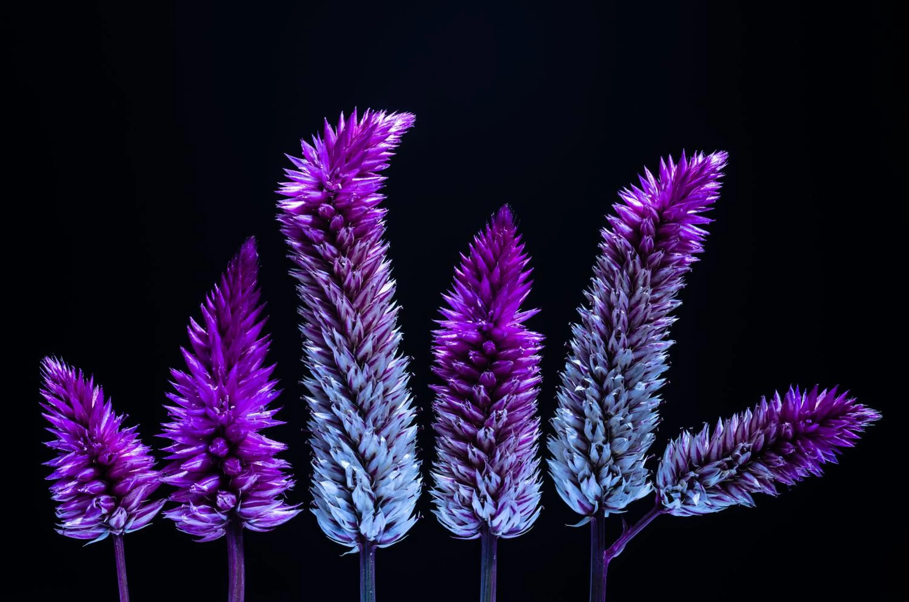 Decorative detail in Isla Verde Hotel