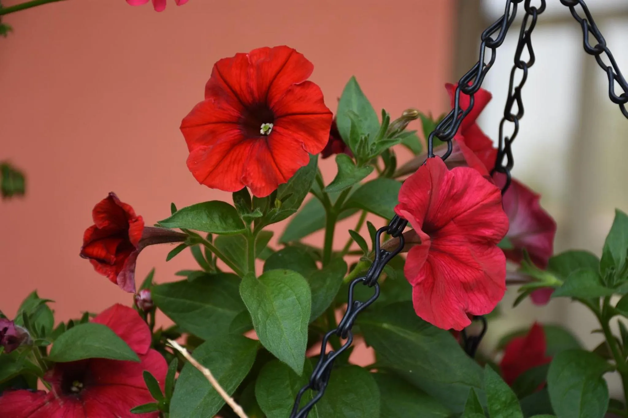Patio in Cabinas Eddy B&B