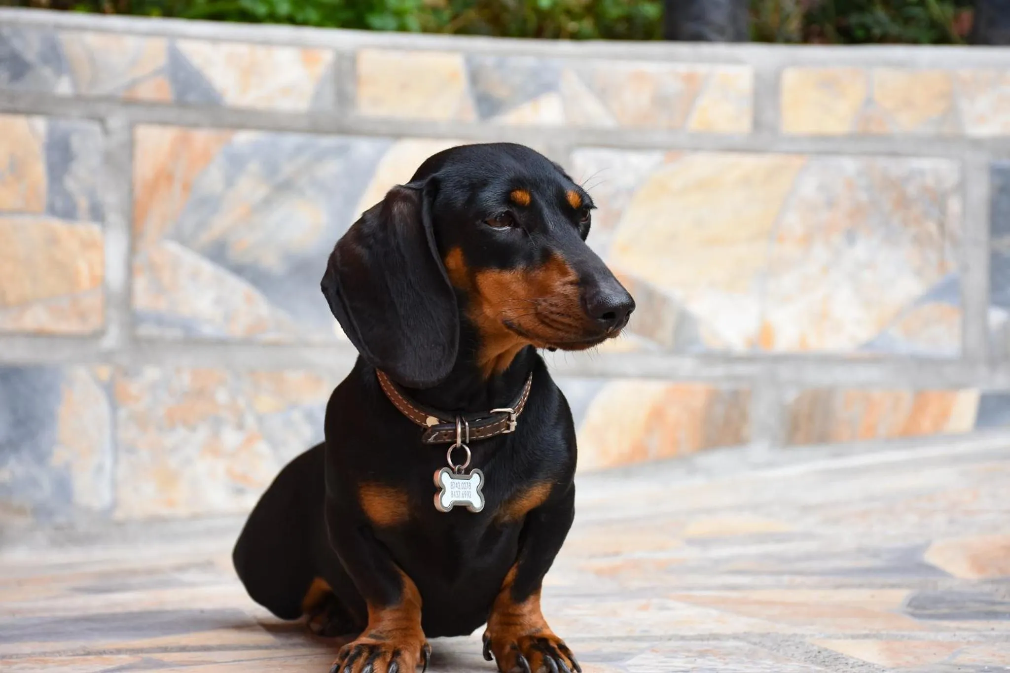 Animals in Cabinas Eddy B&B