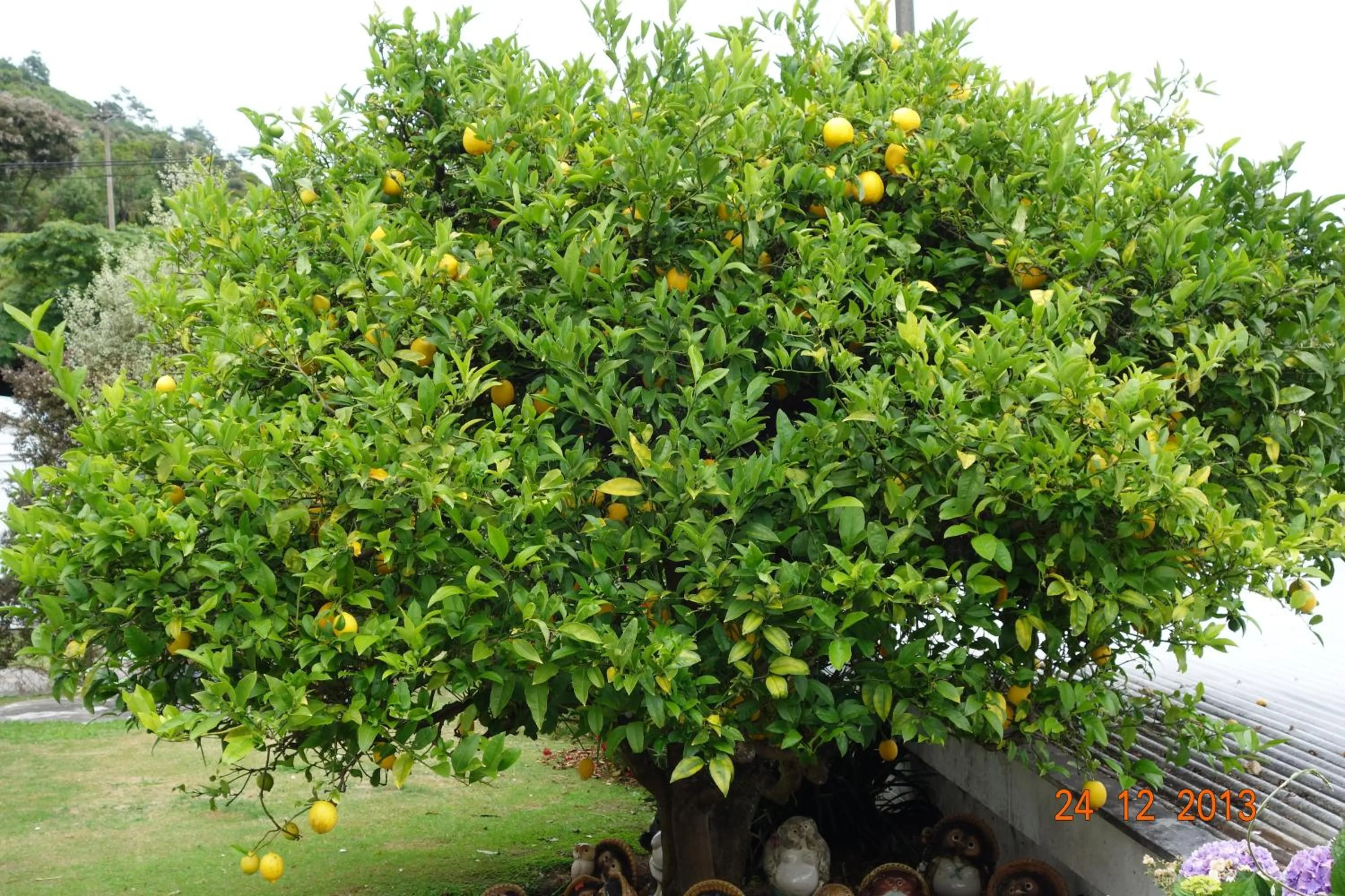 Other in Beachside Sunnyvale Motel