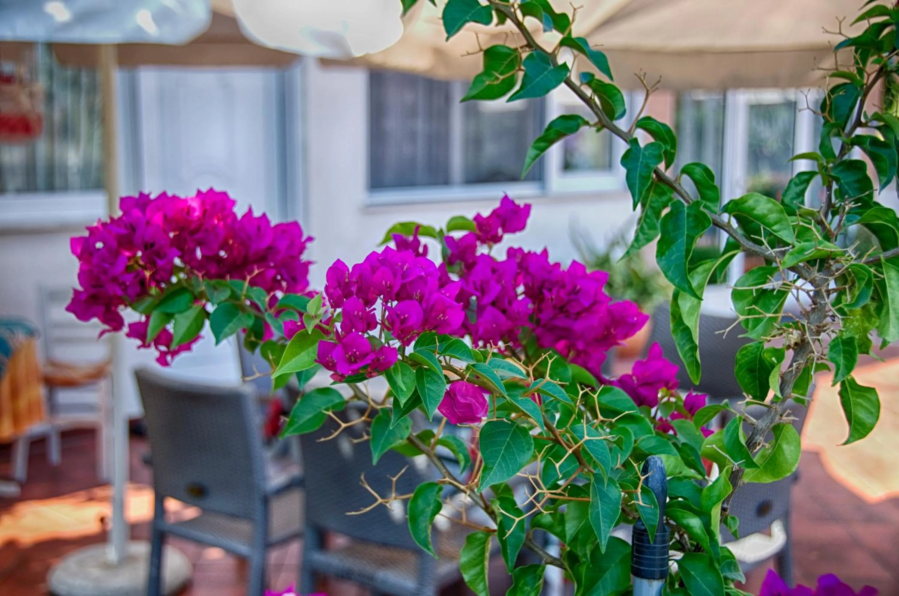Garden in Galini Apartments