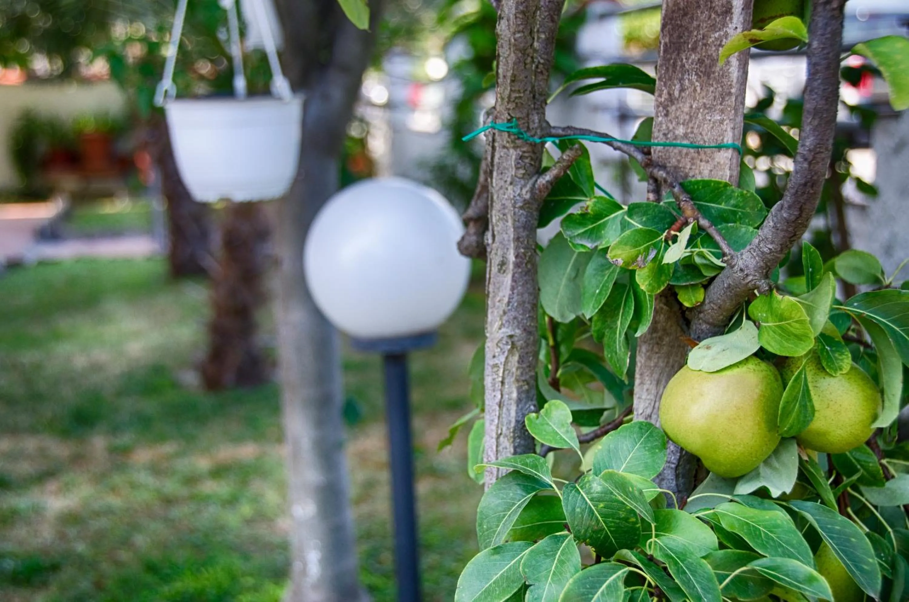 Garden in Galini Apartments