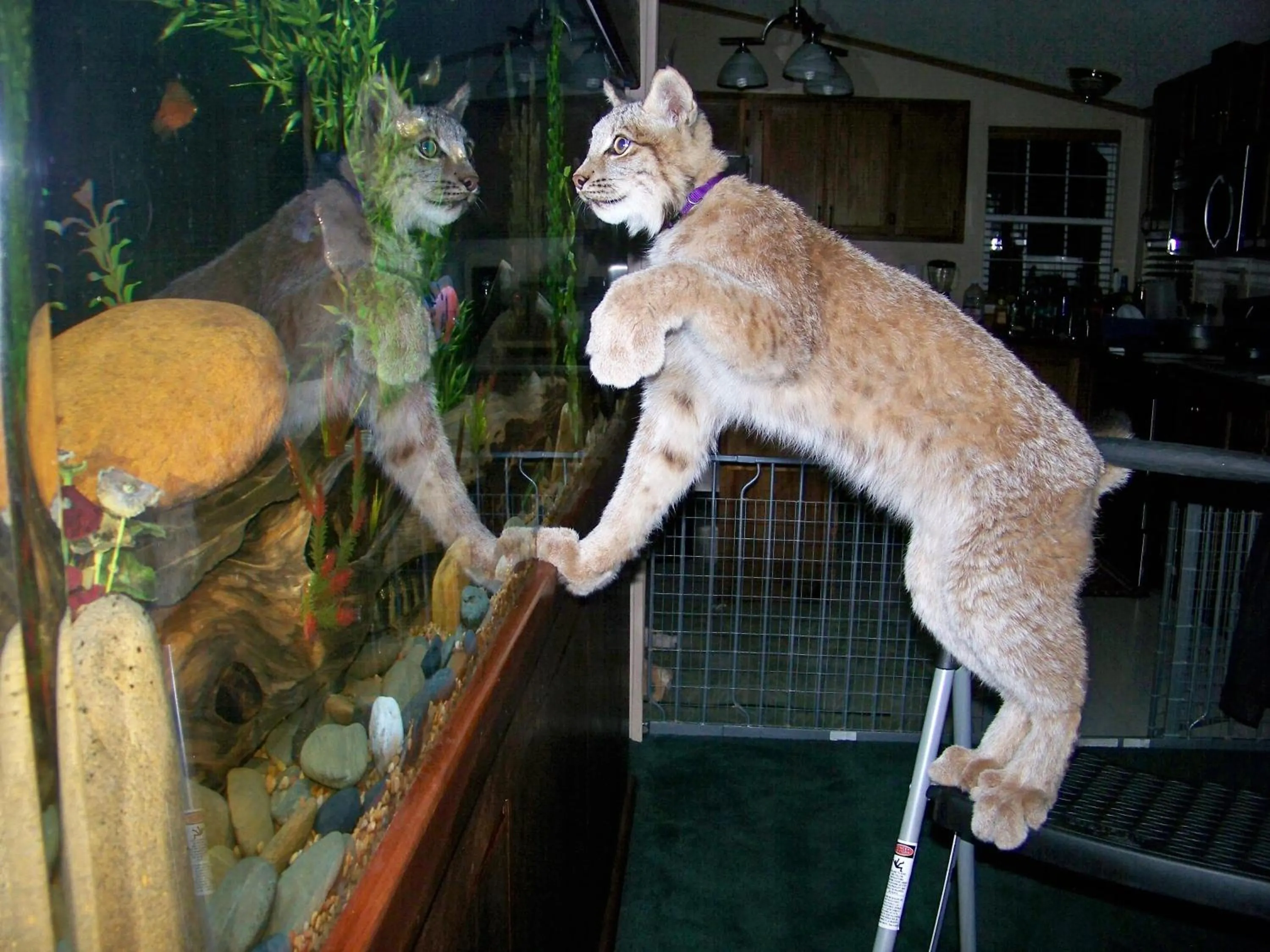 Animals in Private Pet Friendly Home Near Exotic Deer Farm Close to Pigeon Forge, Gatlinburg TN