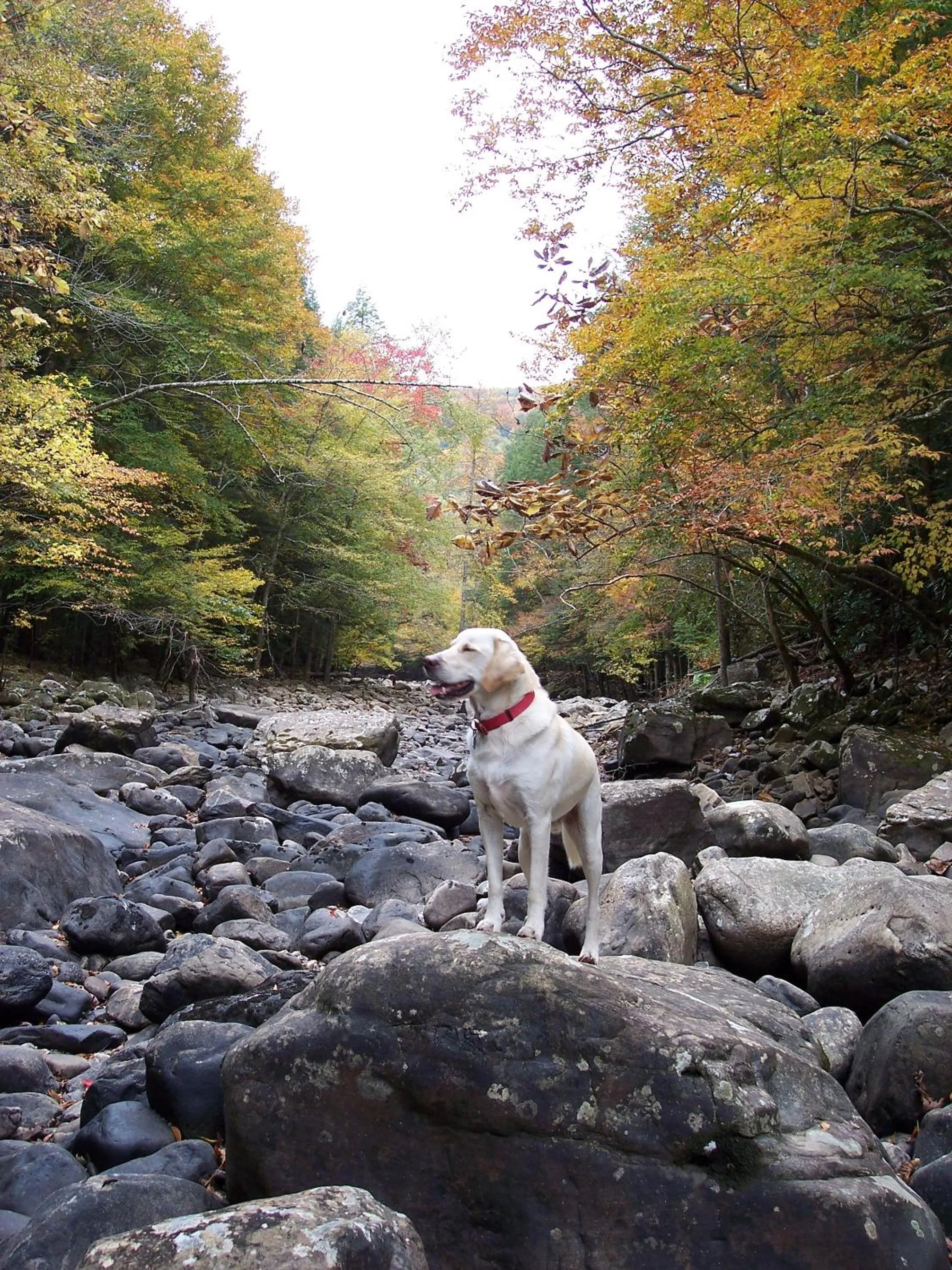Animals in Grandview Experience Lodge