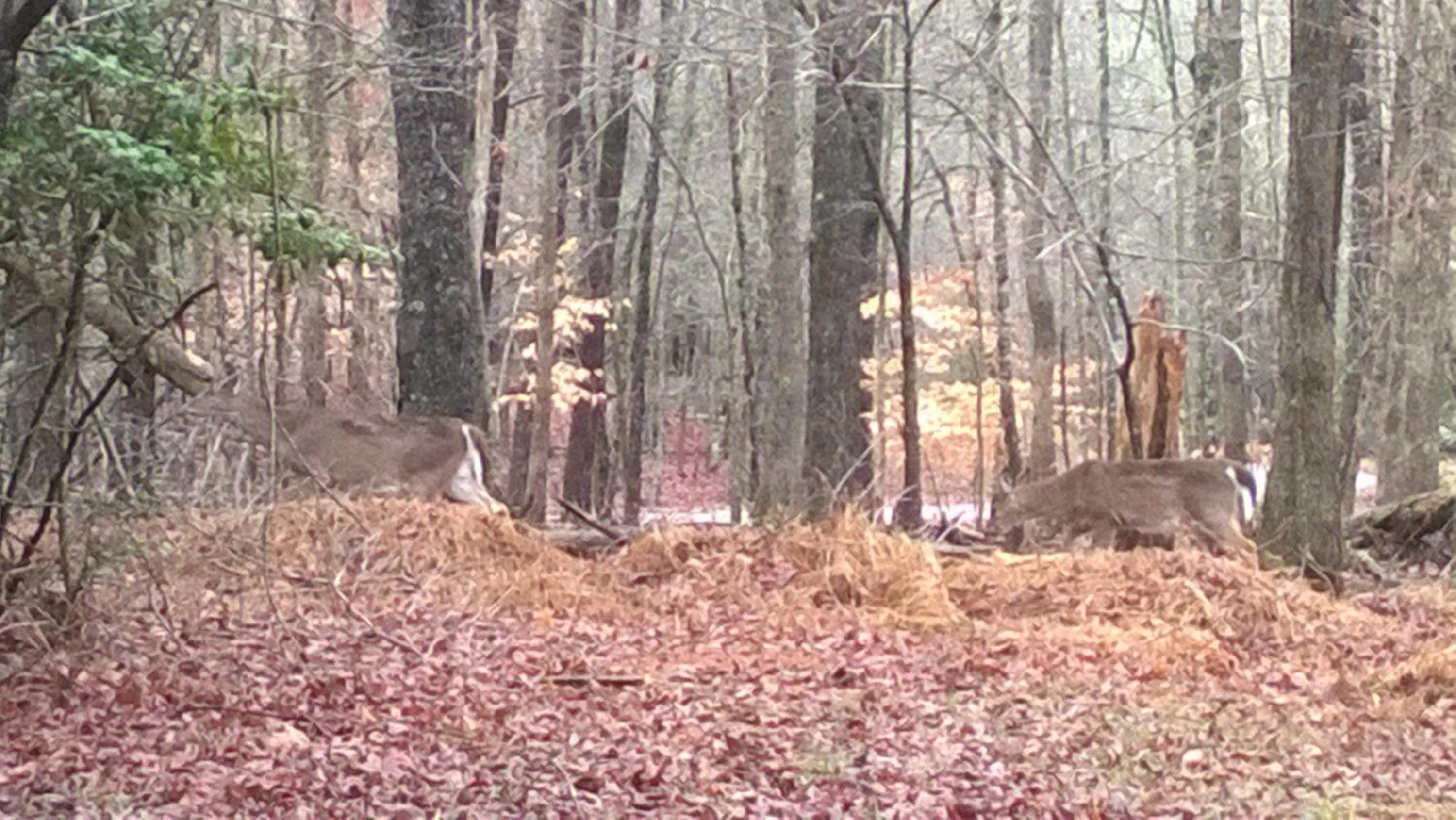 Natural landscape in Grandview Experience Lodge
