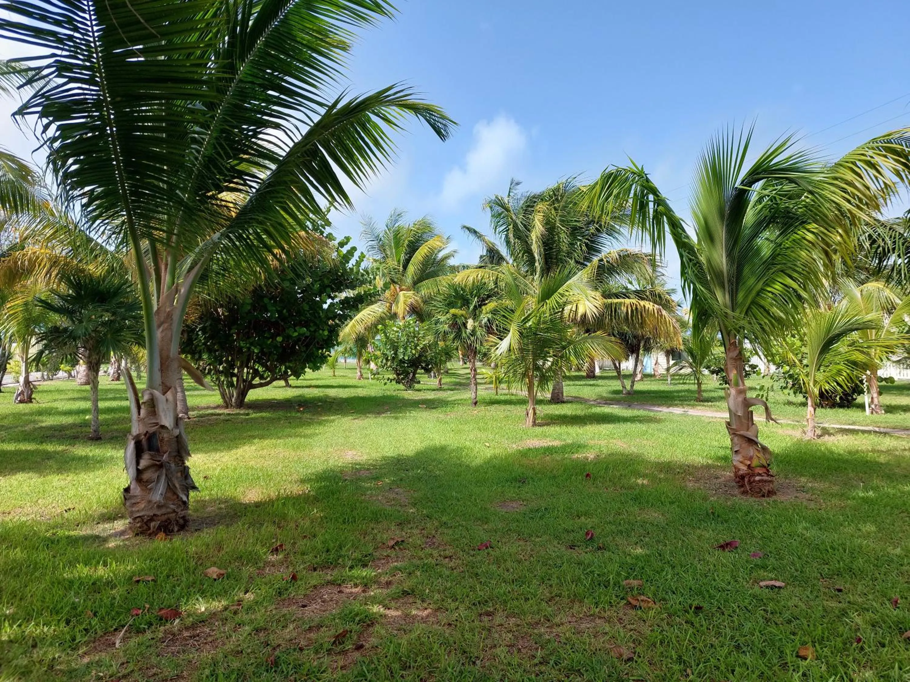 Spring in Royal Caribbean Resort