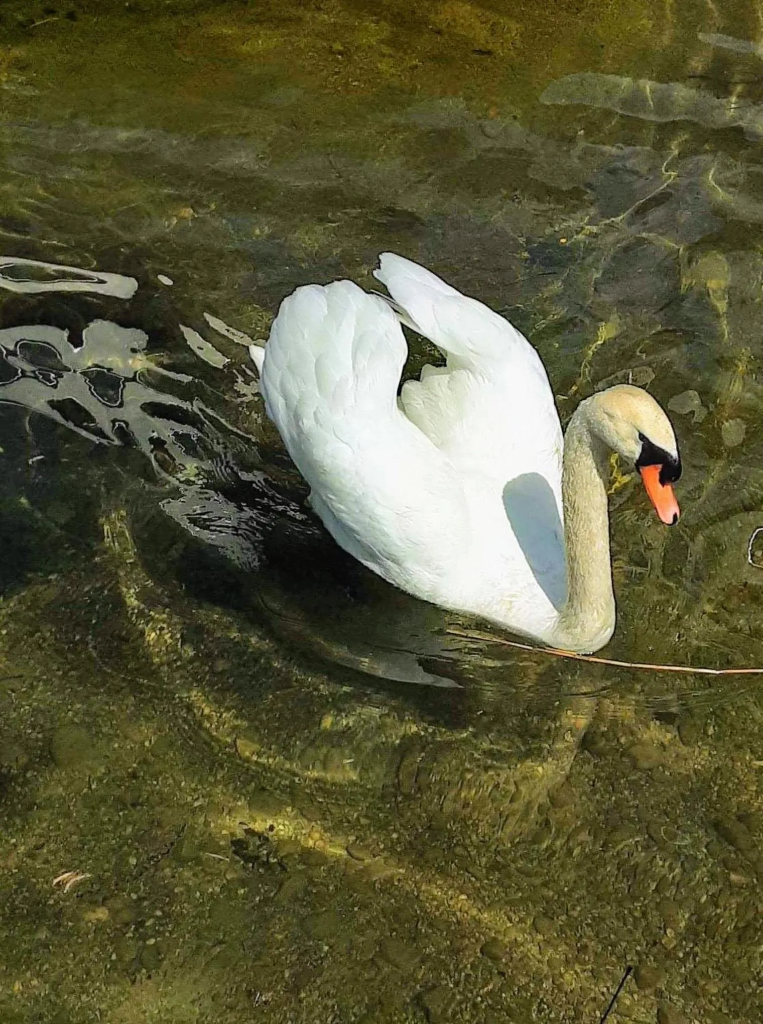 Apartment House Seerose self check-in