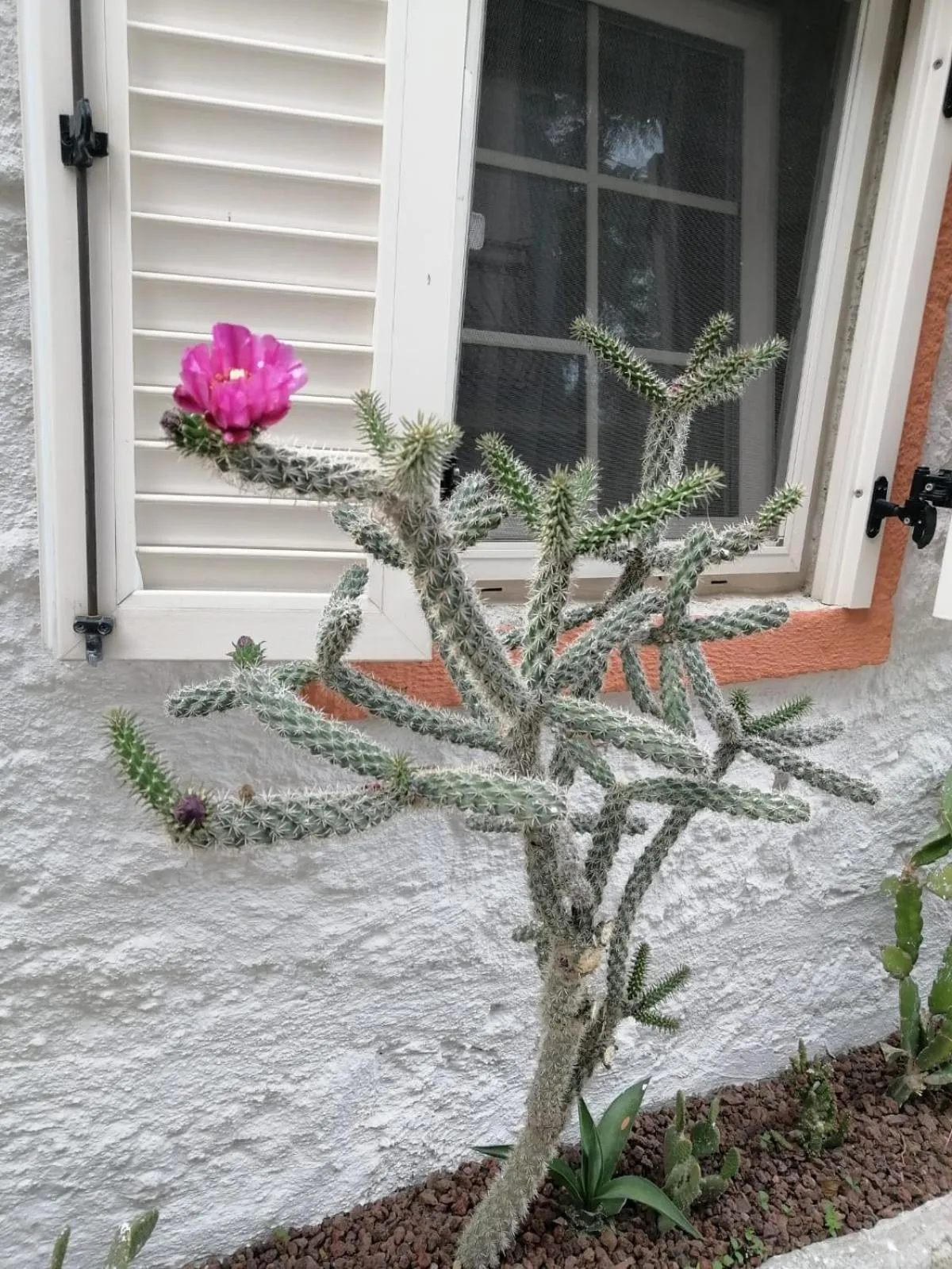 Garden in kaktüshan otel