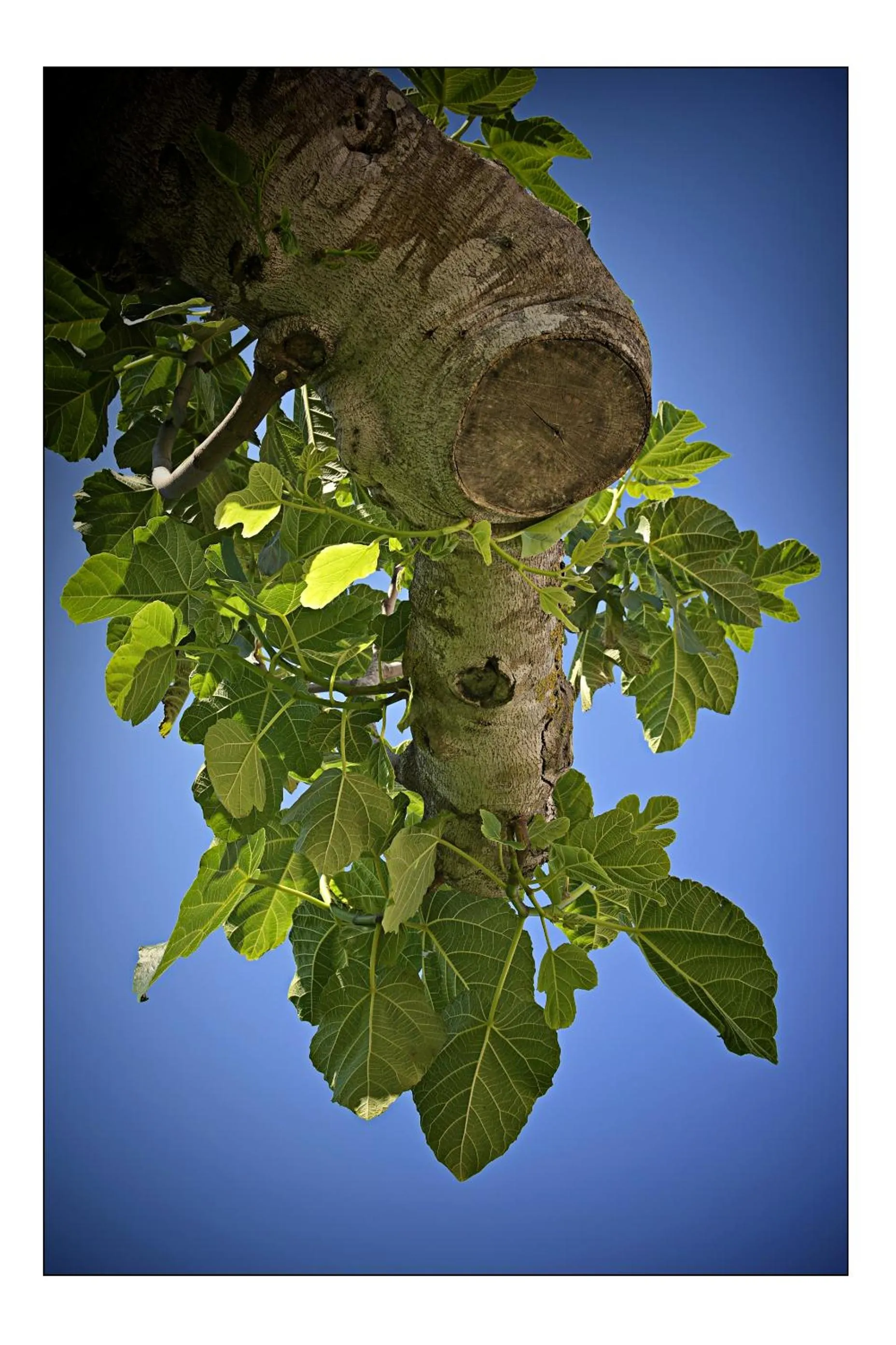Natural landscape in B&B CASA CALETA