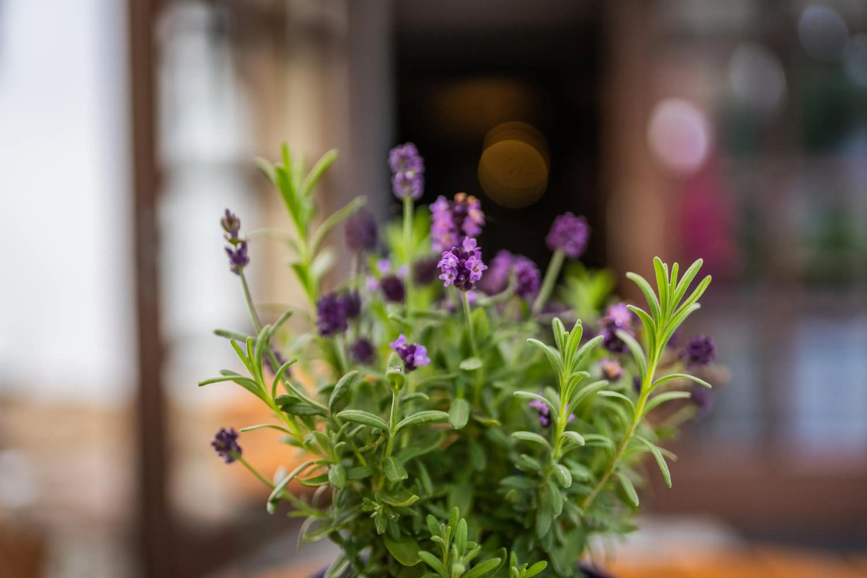 Garden in Gasthof Alte Schmiede G*** Lückendorf
