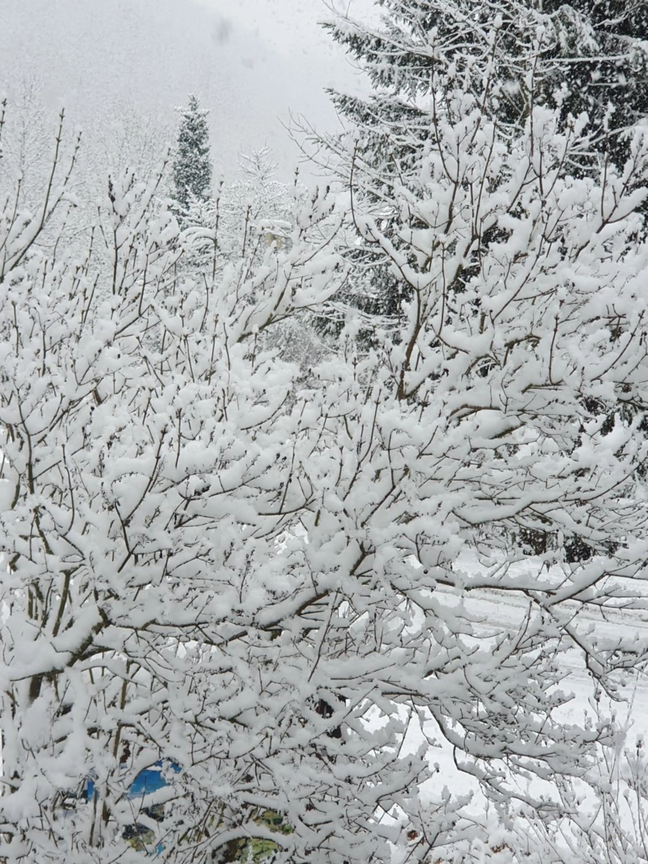 Property building in Gasthof Alte Schmiede G*** Lückendorf