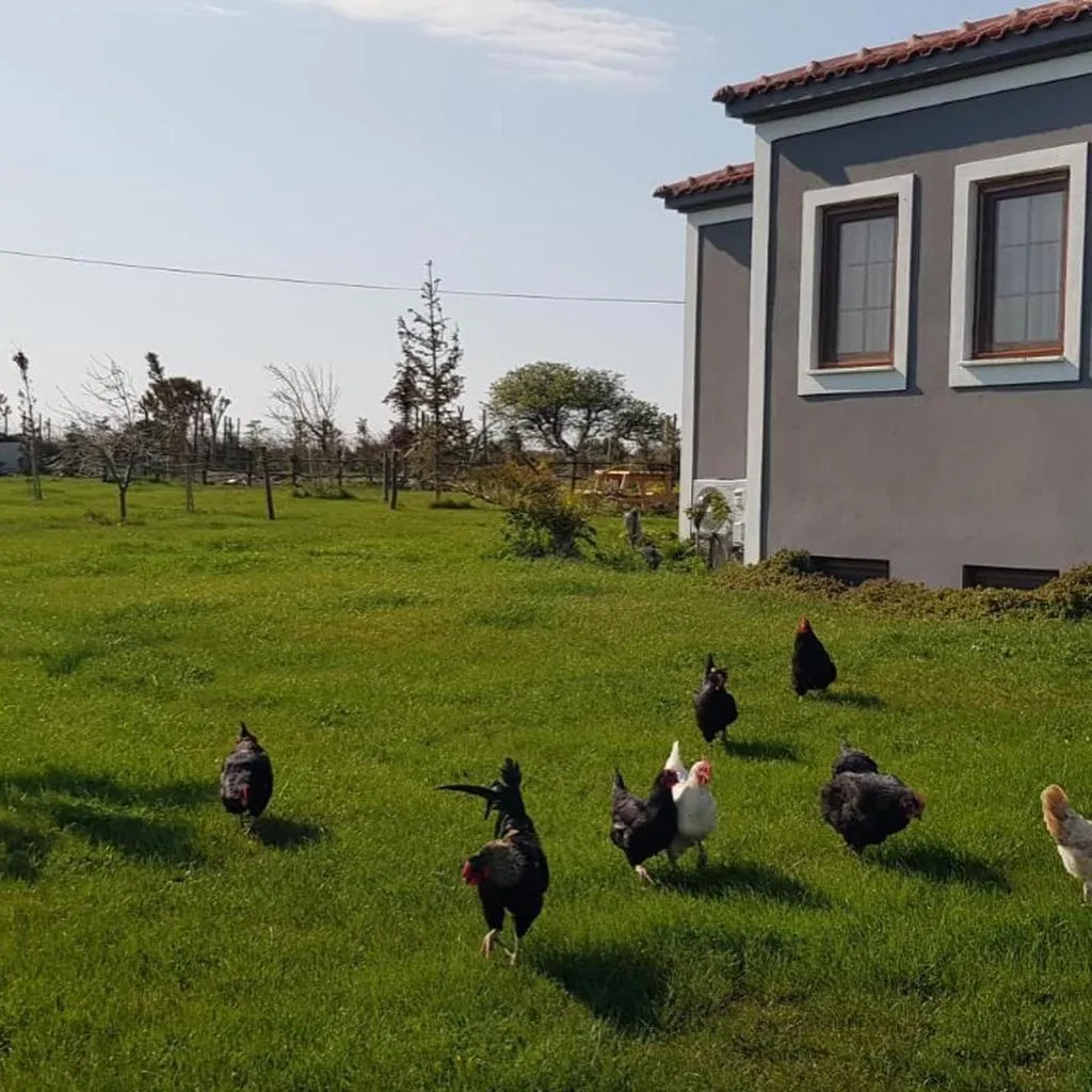 Garden in Adayel Bagevi & Butik Otel