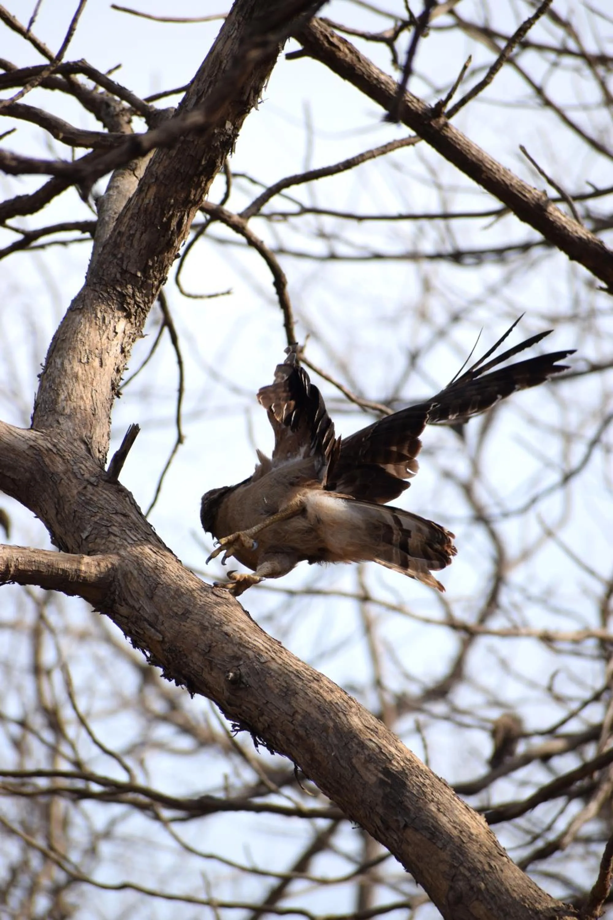 Activities in The Postcard Gir Wildlife Sanctuary