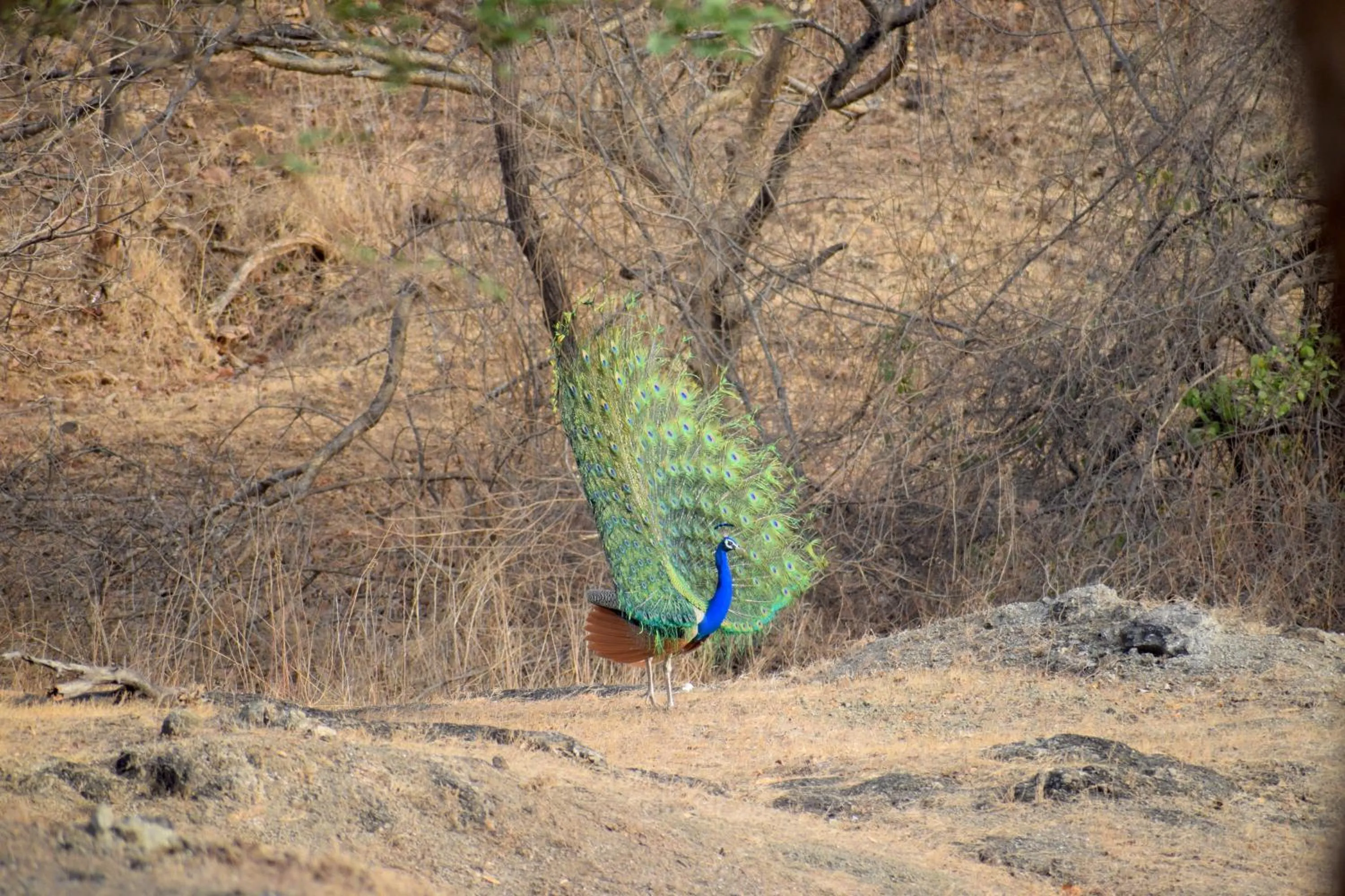 Activities in The Postcard Gir Wildlife Sanctuary