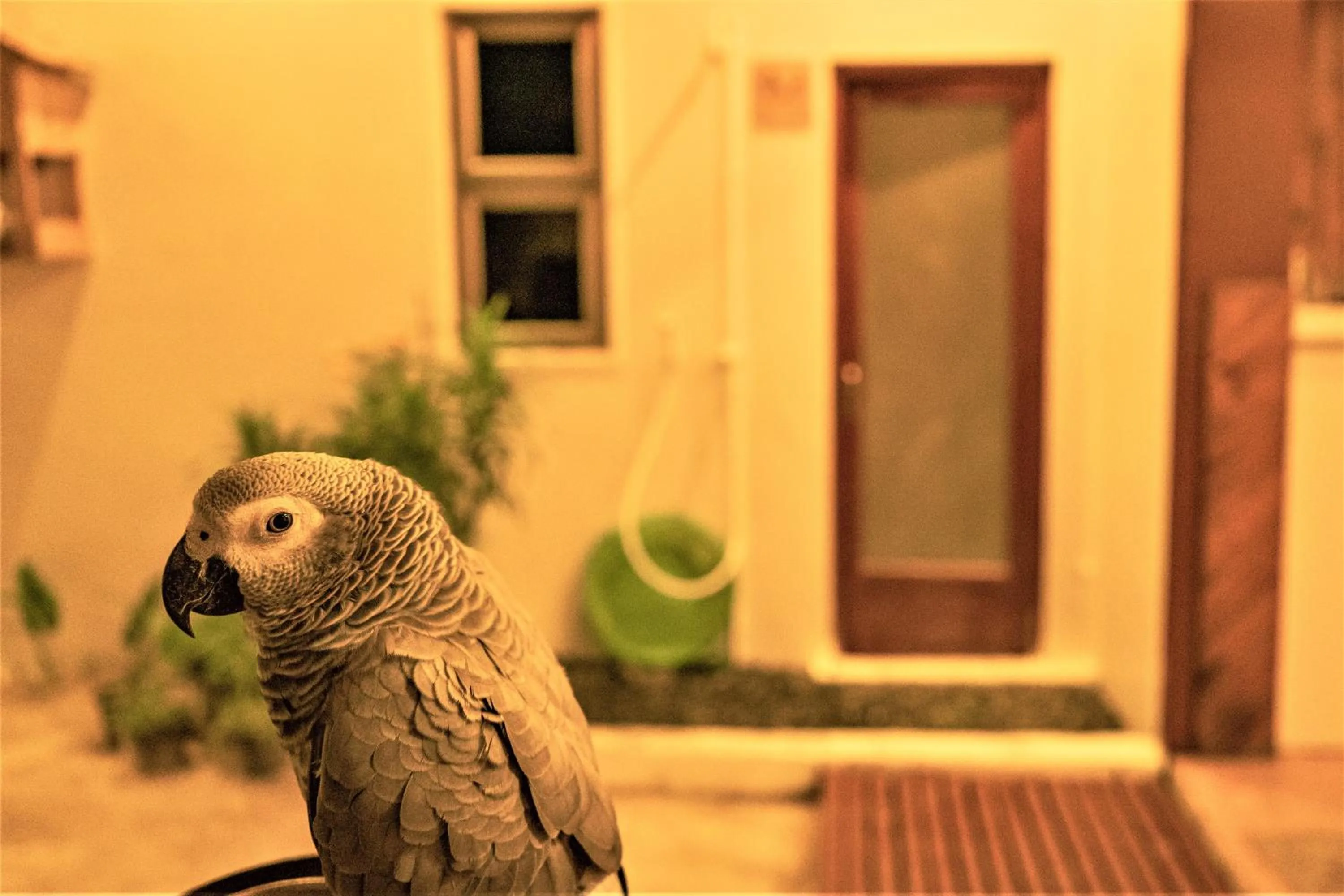 Animals in Nala Island Village