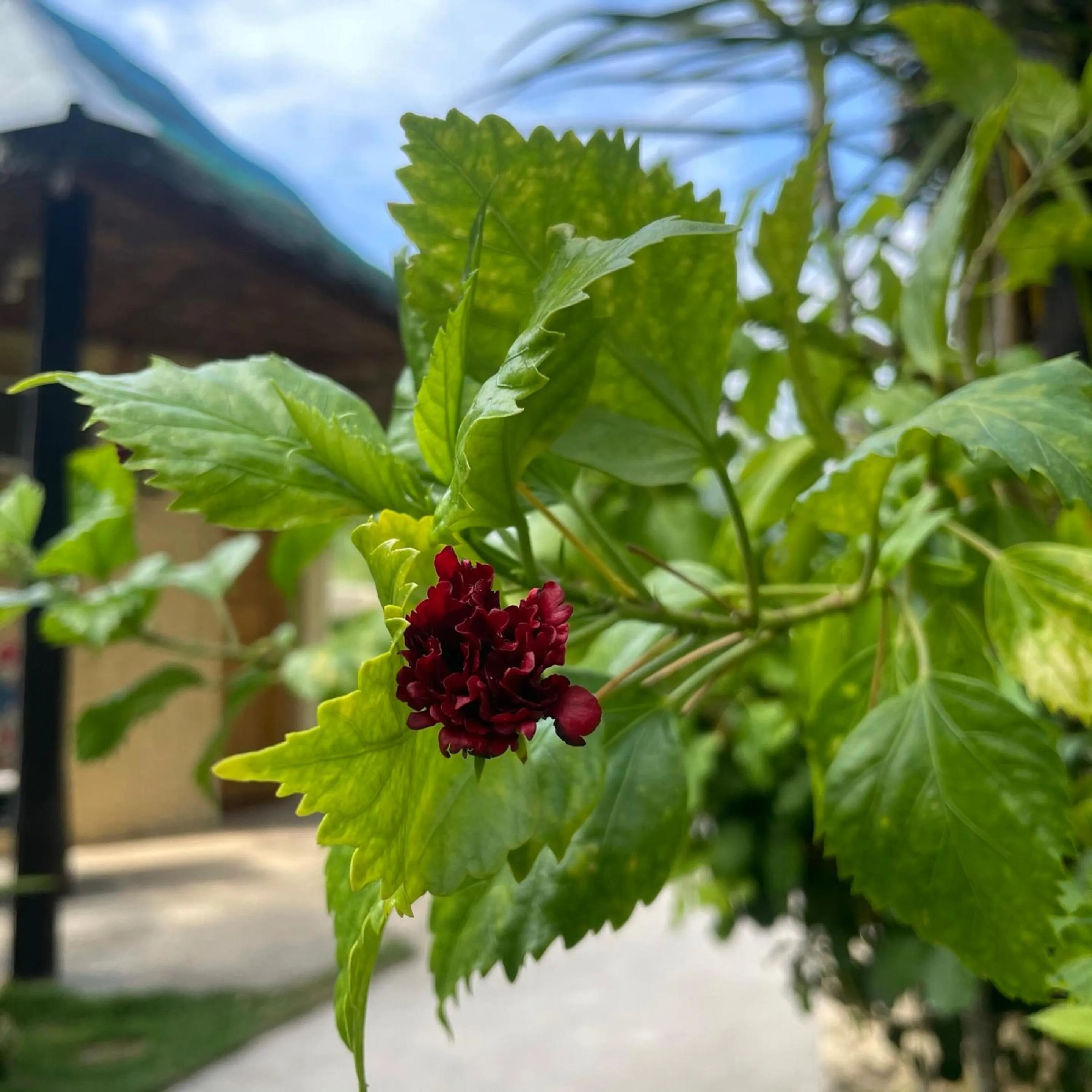 Garden in Victory Seaside Home