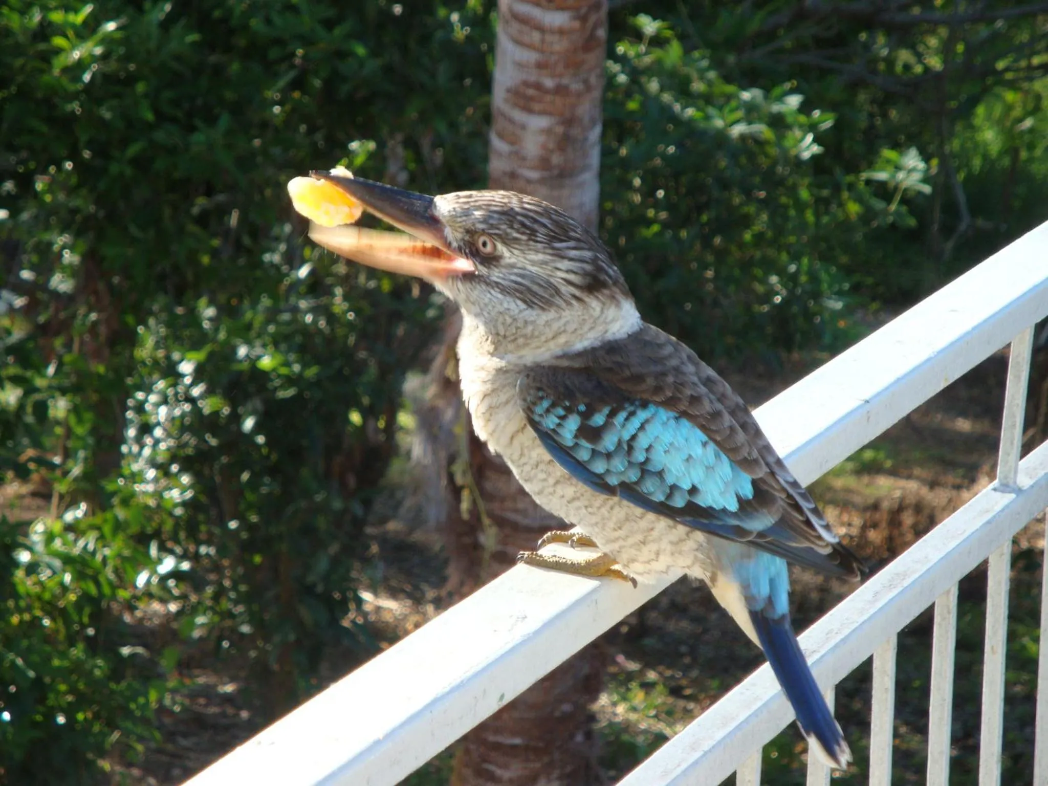 Balcony/Terrace in Daggoombah Holiday Home Magnetic Island