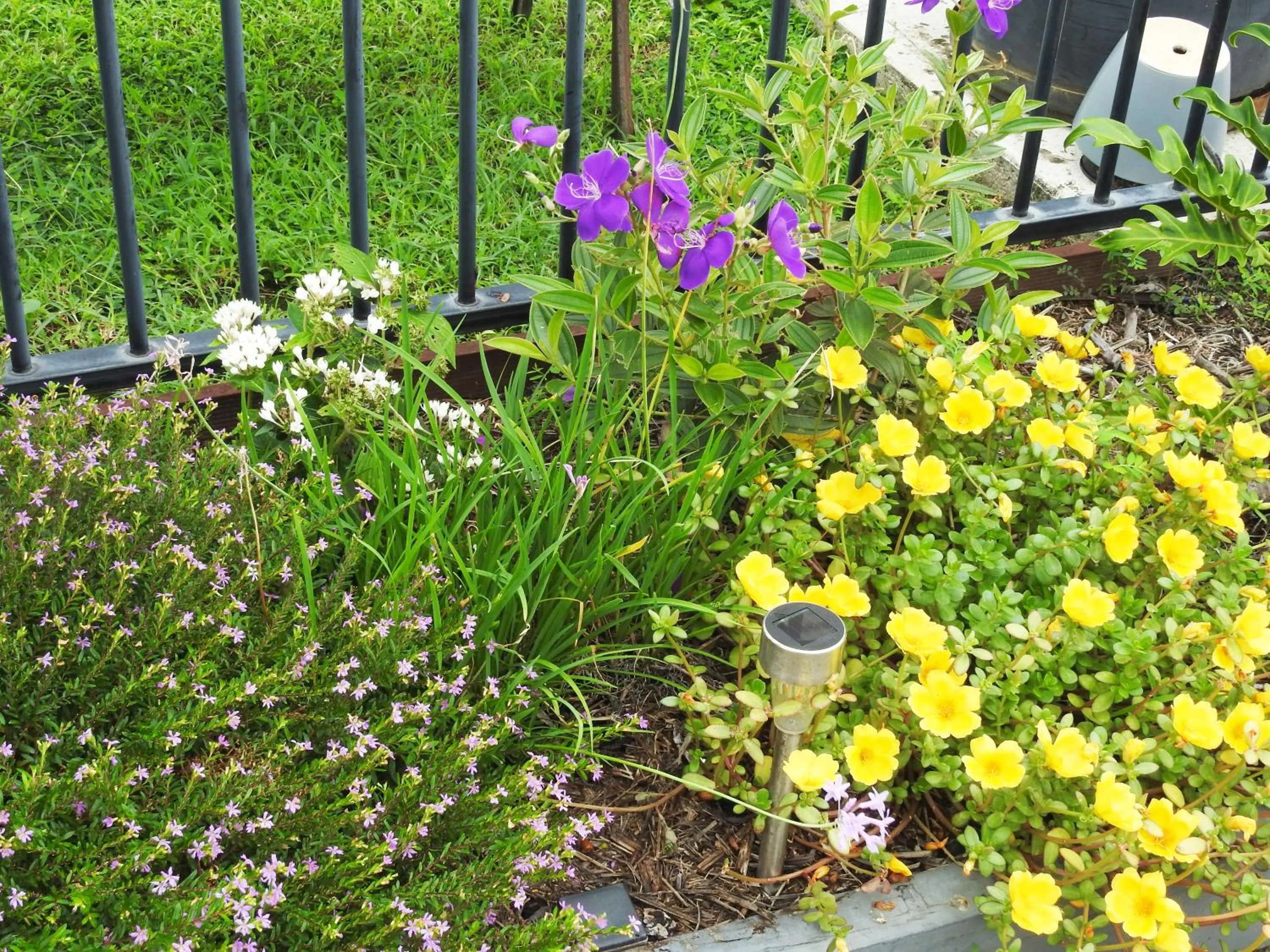 Garden in Tropic Coast Motel