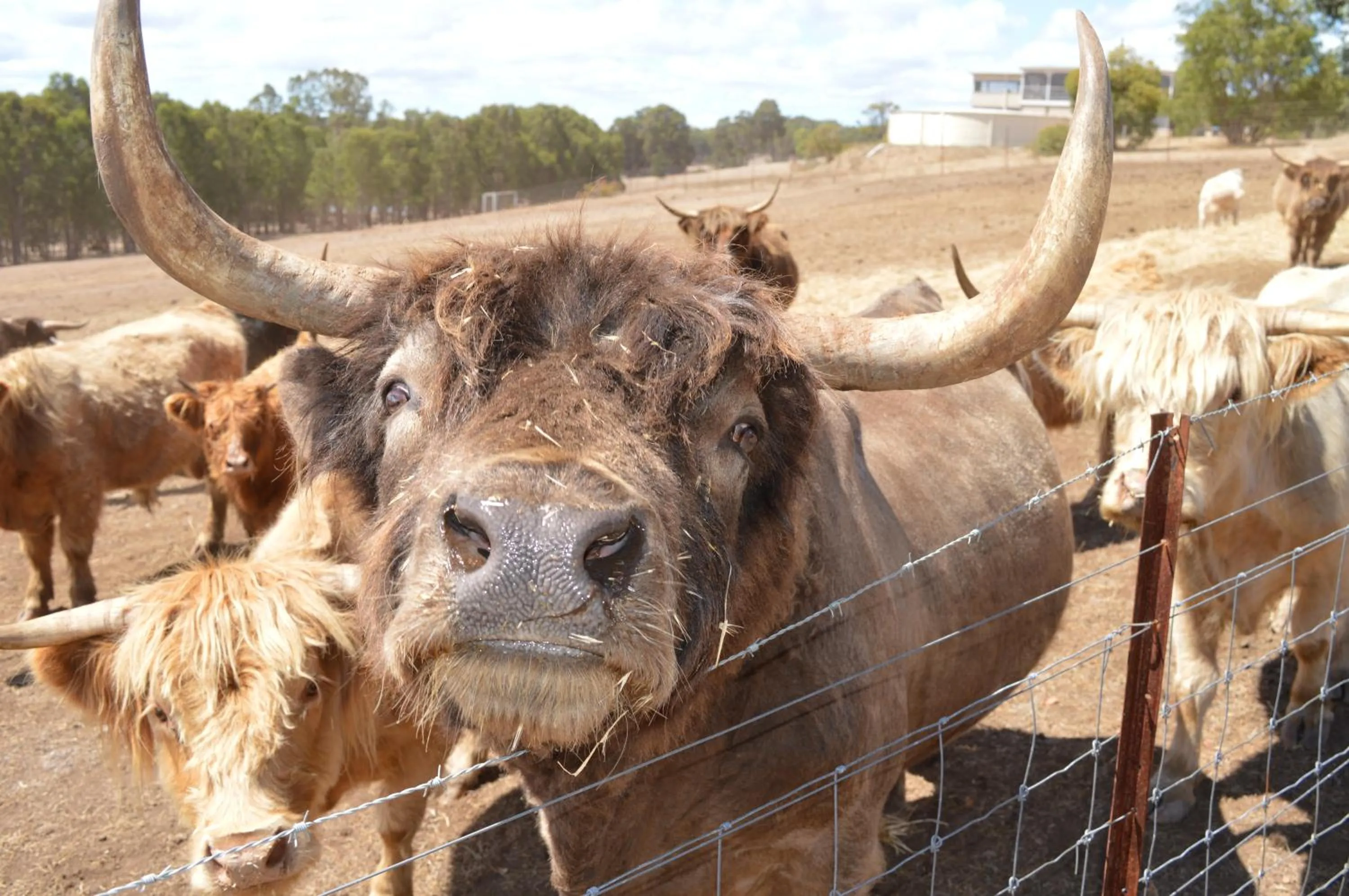 Pets in Jarrah Glen Cabins