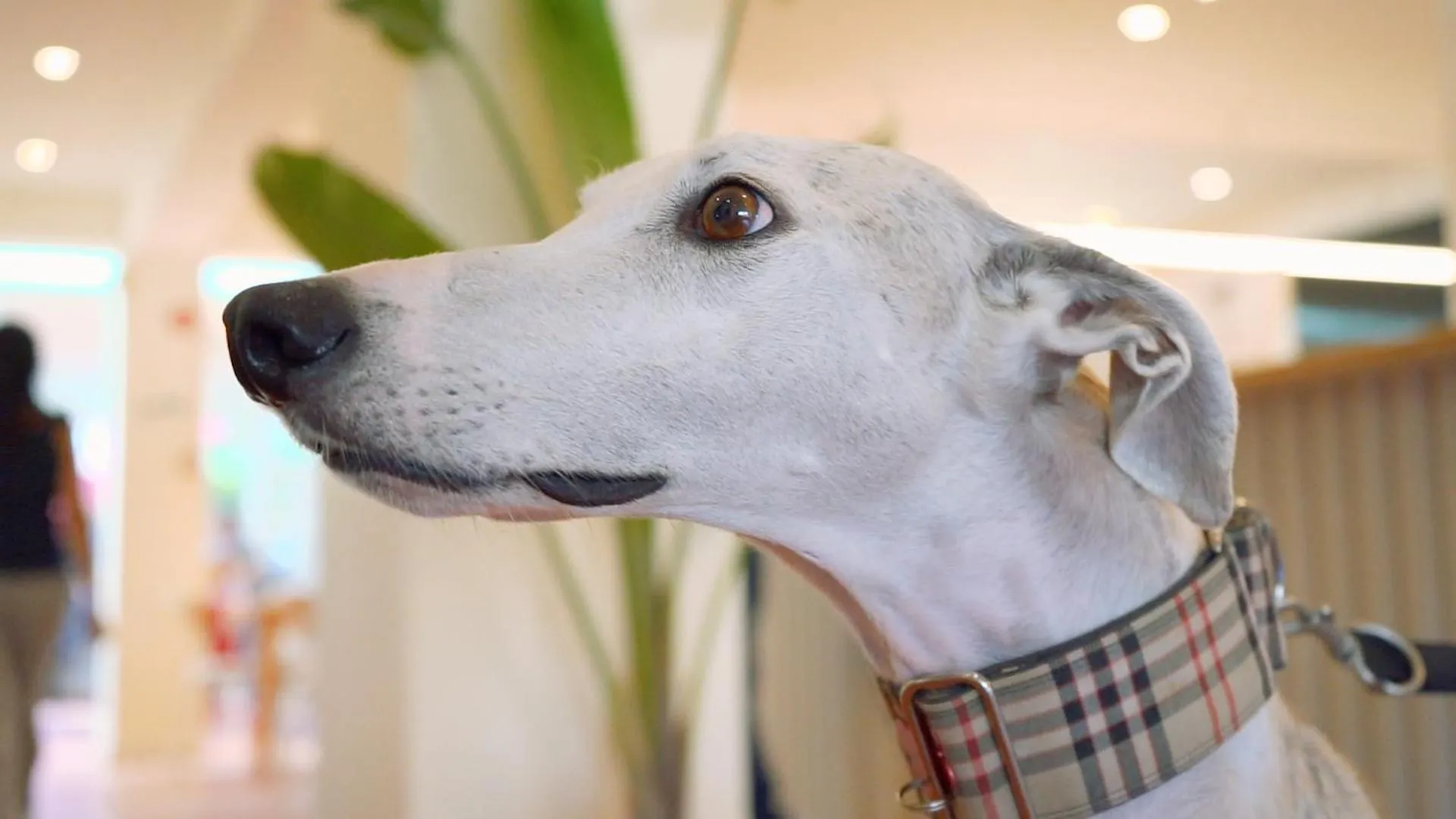 Animals in WOT Nomad Social