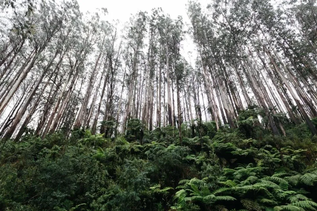 Tower Motel Marysville