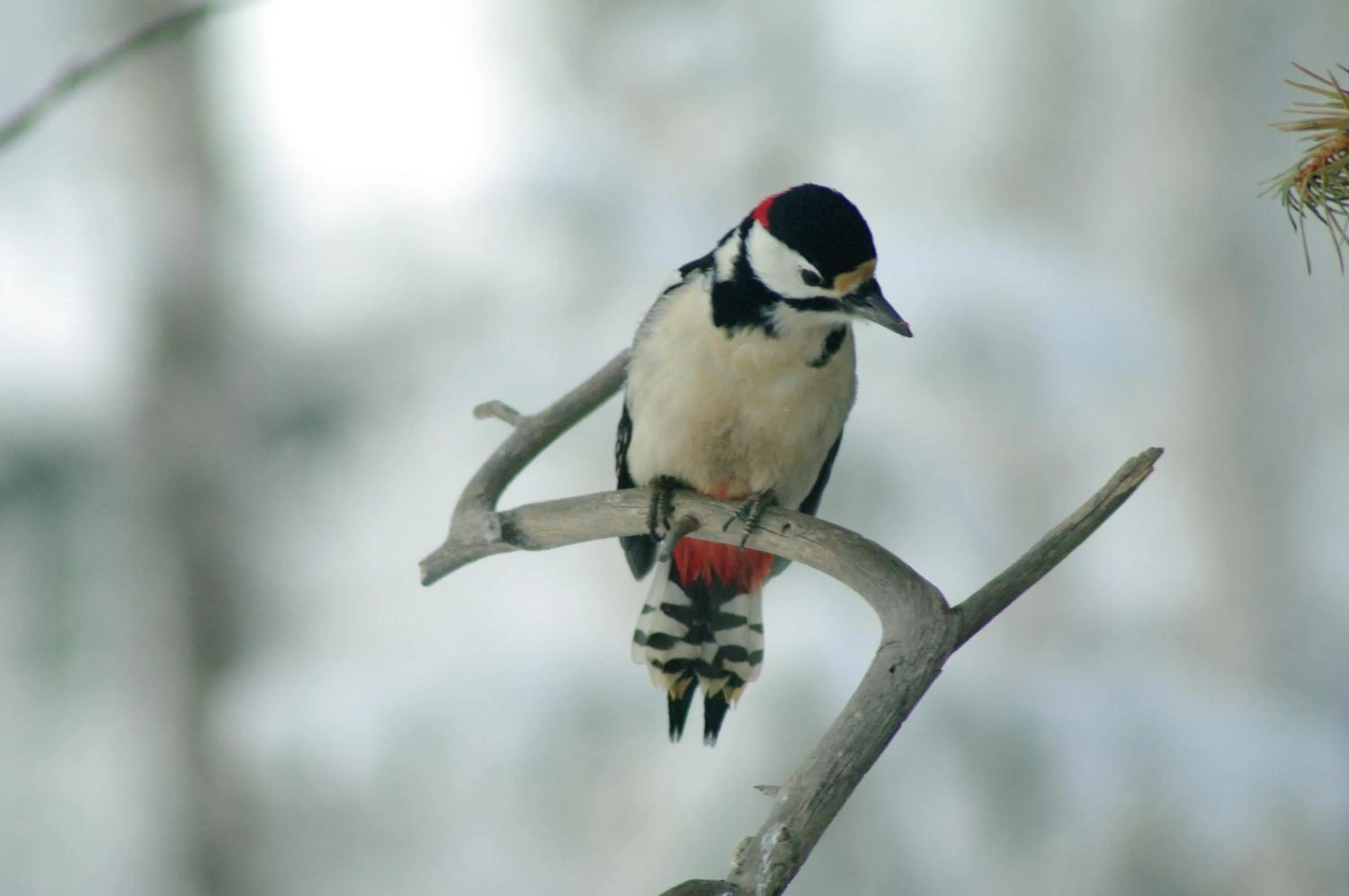 Other in BIRK bed & birds