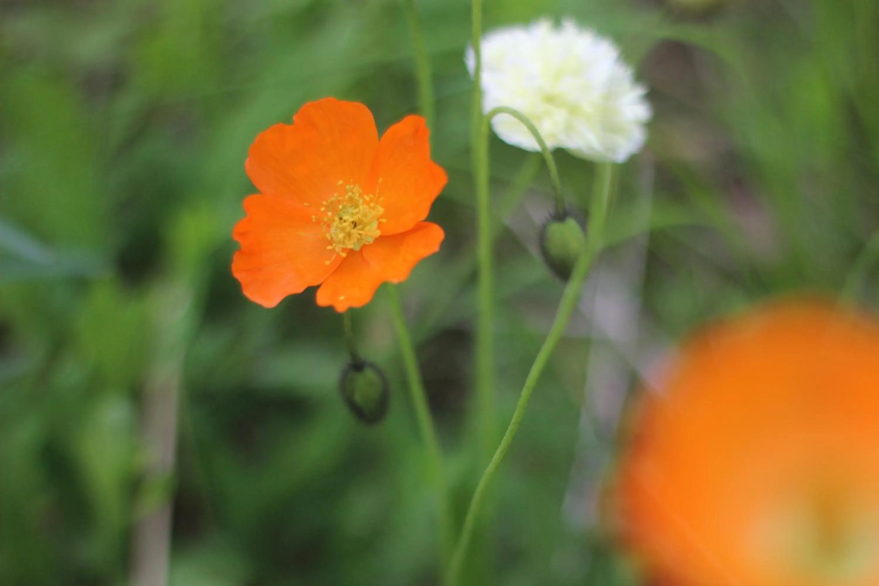 Garden in BIRK bed & birds