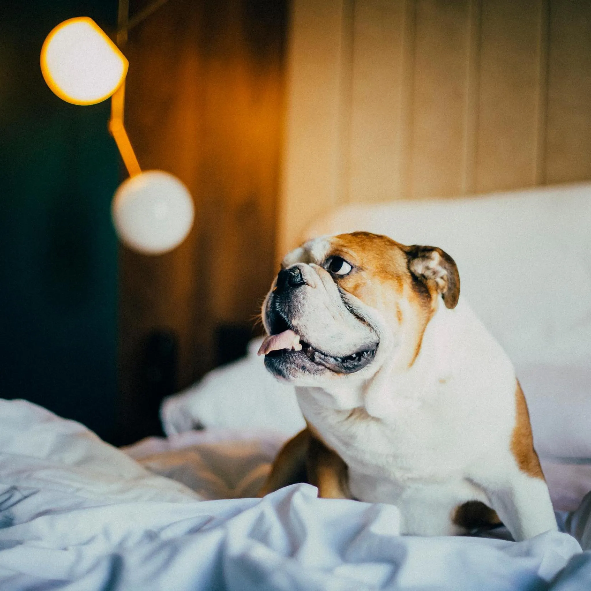 Animals, Bed in ICON Malabar