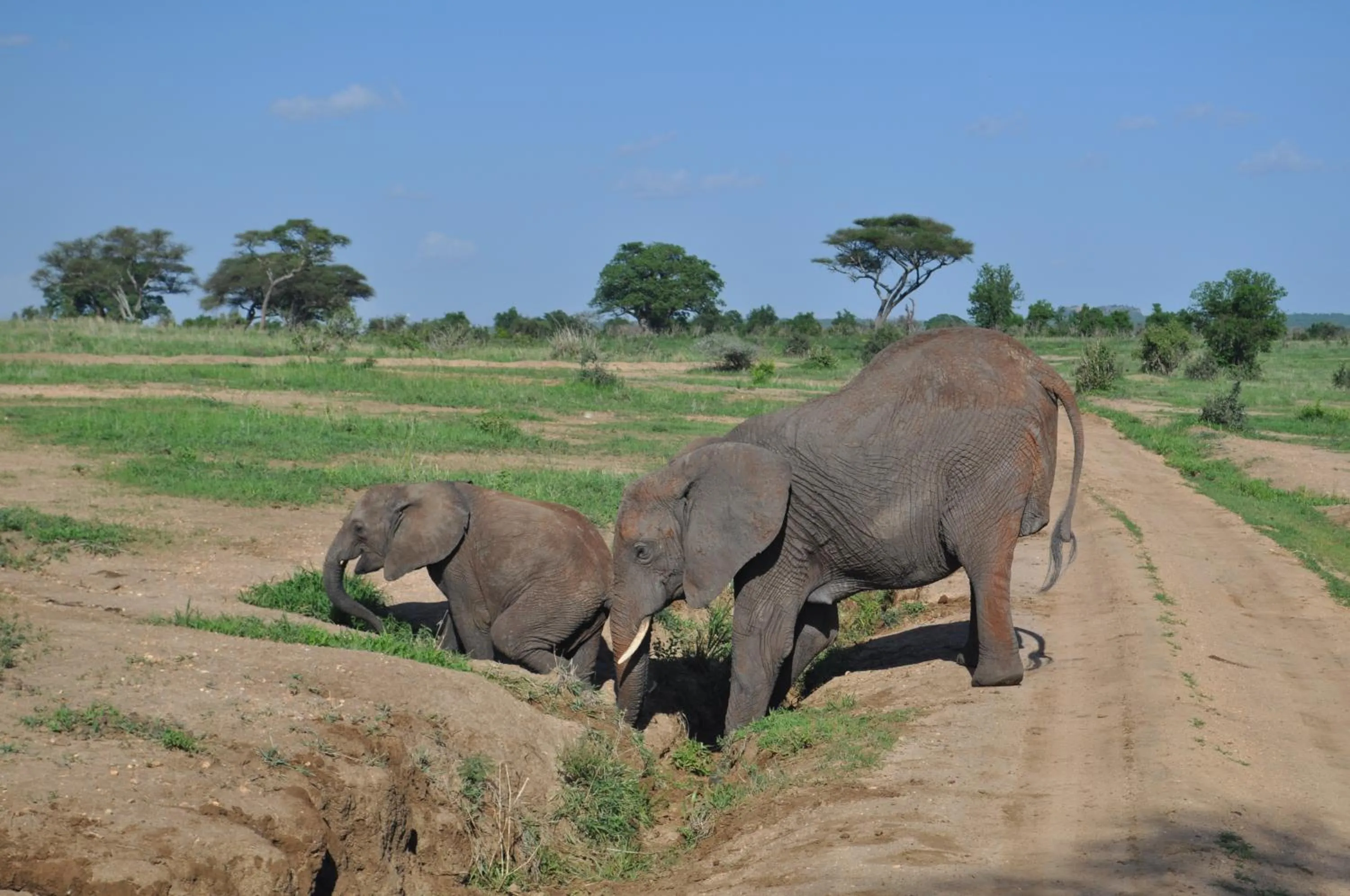 Animals in Elephant Rock Luxury Camp Tarangire
