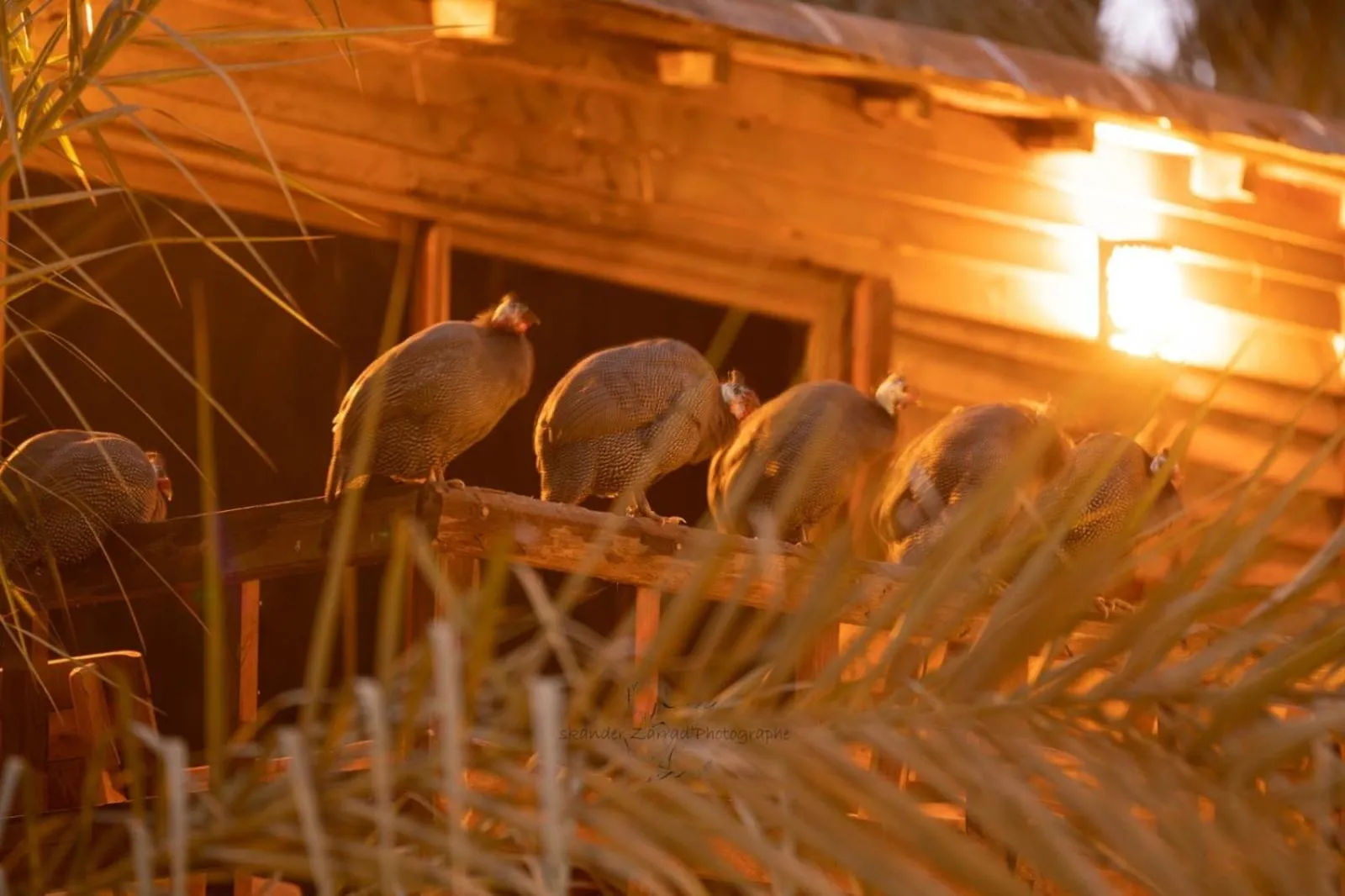 Animals in Diar Abou Habibi