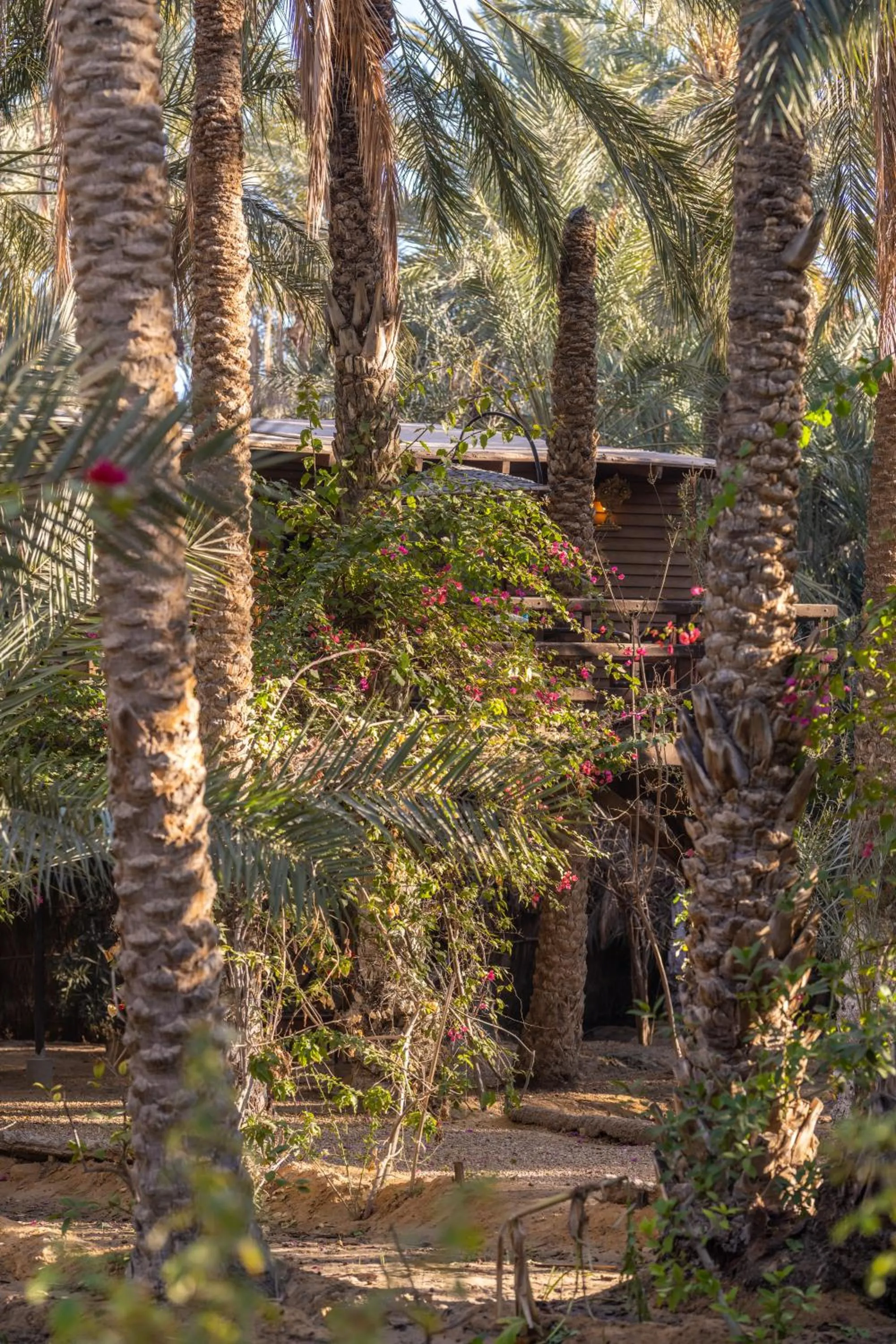Natural landscape in Diar Abou Habibi