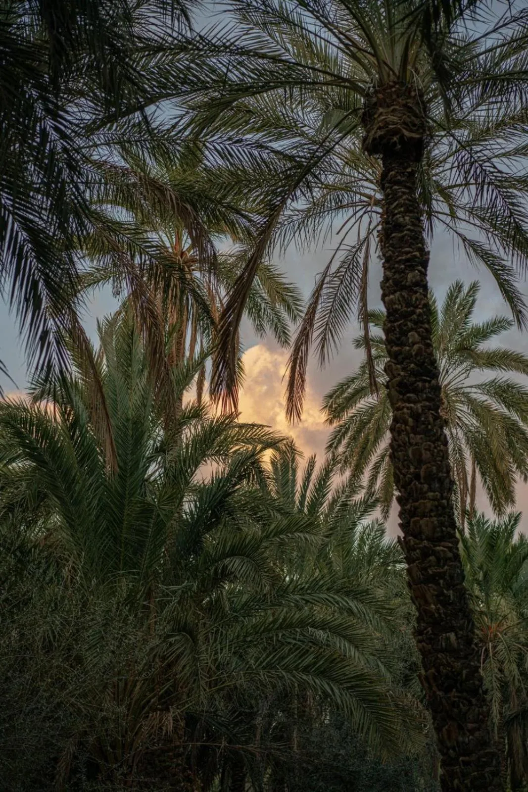 Natural landscape in Diar Abou Habibi