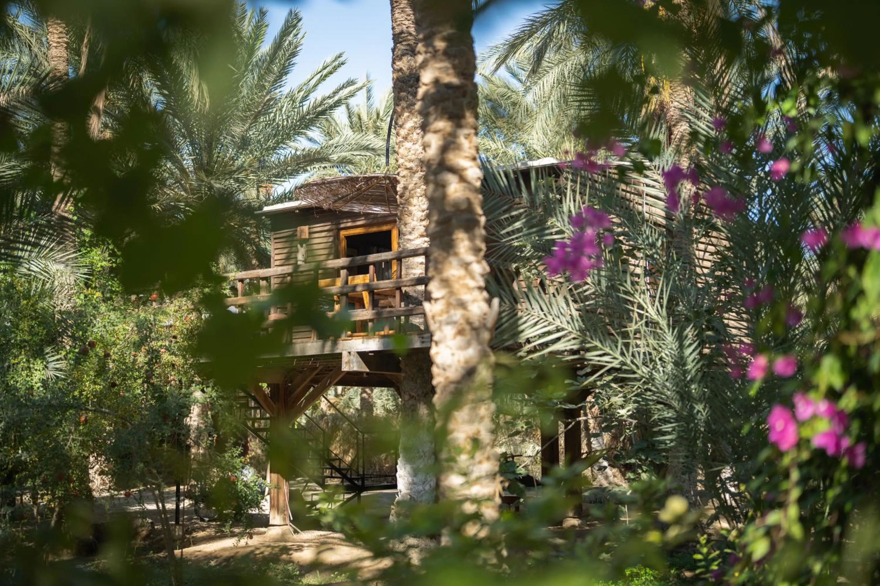 Garden in Diar Abou Habibi