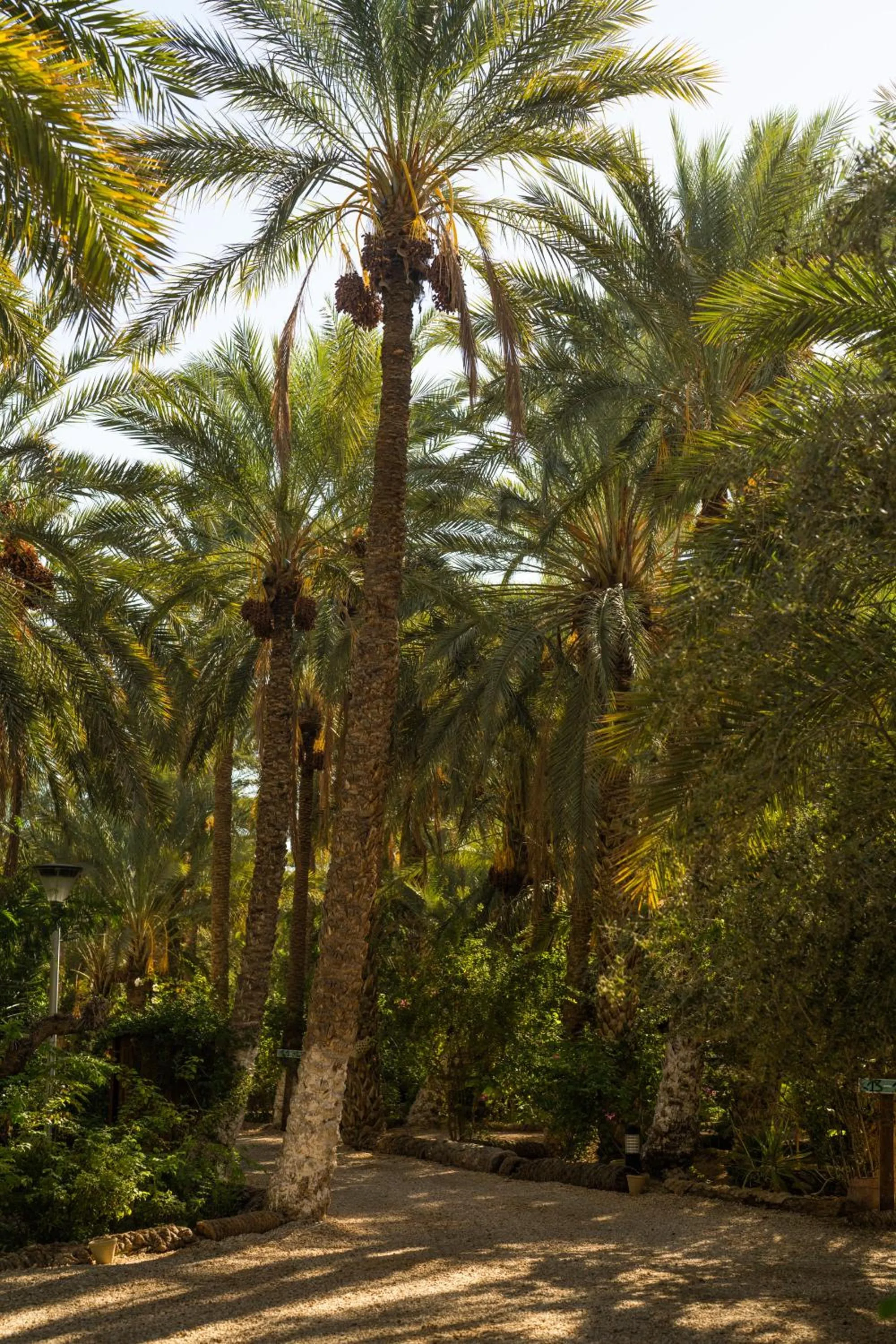 Natural landscape in Diar Abou Habibi