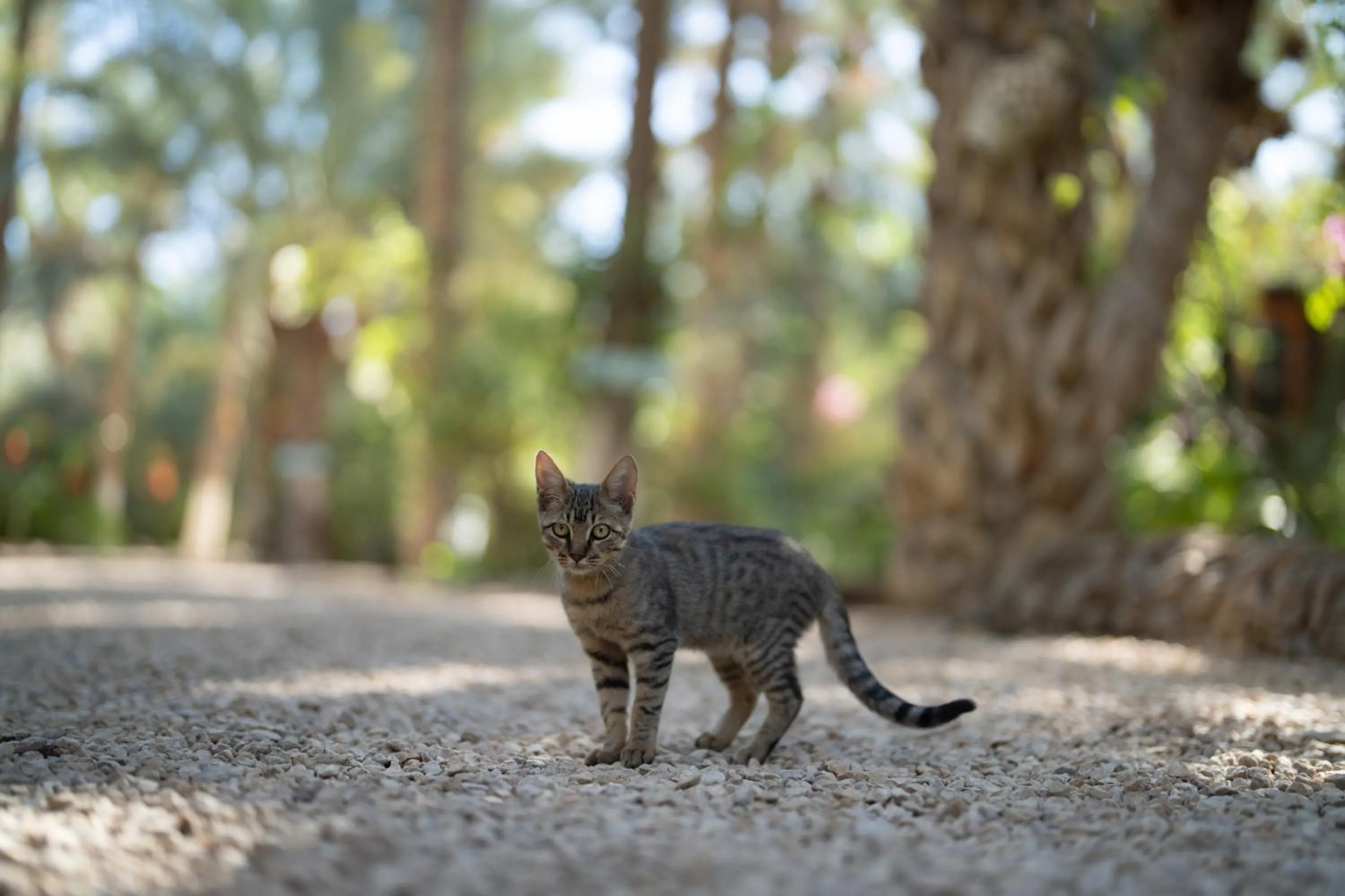 Pets in Diar Abou Habibi
