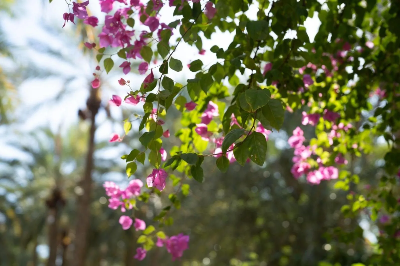 Natural landscape in Diar Abou Habibi