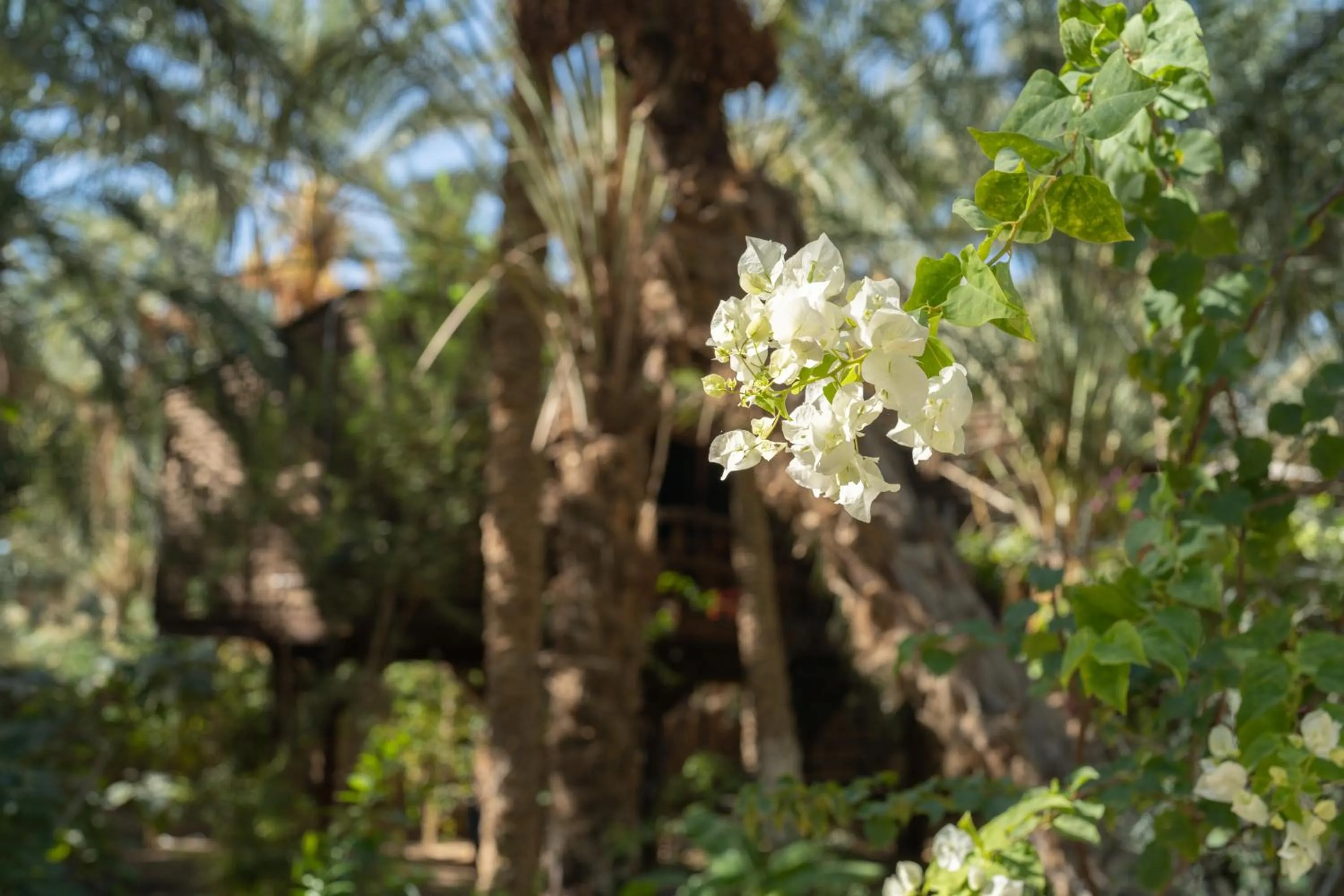 Natural landscape in Diar Abou Habibi