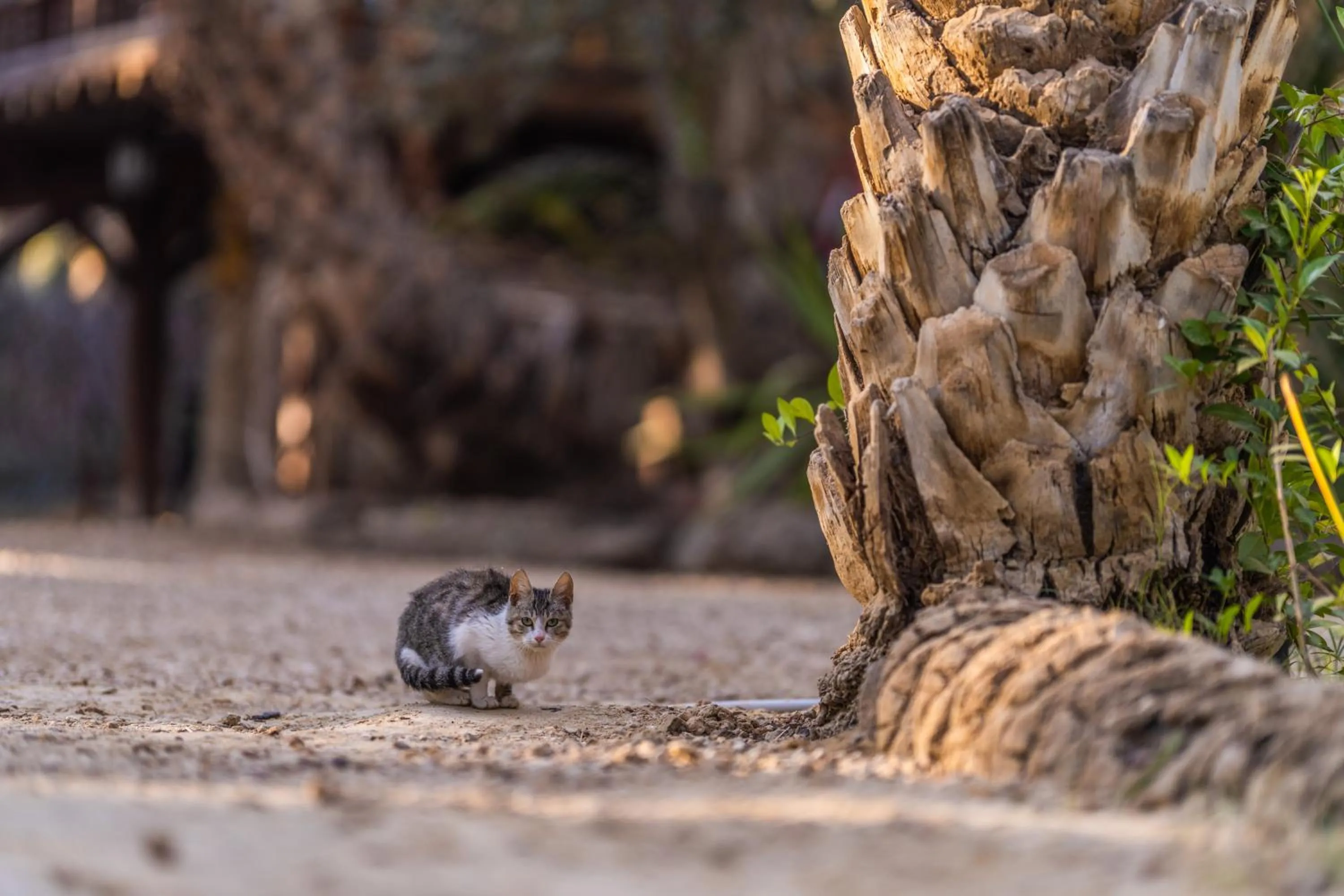 Animals in Diar Abou Habibi