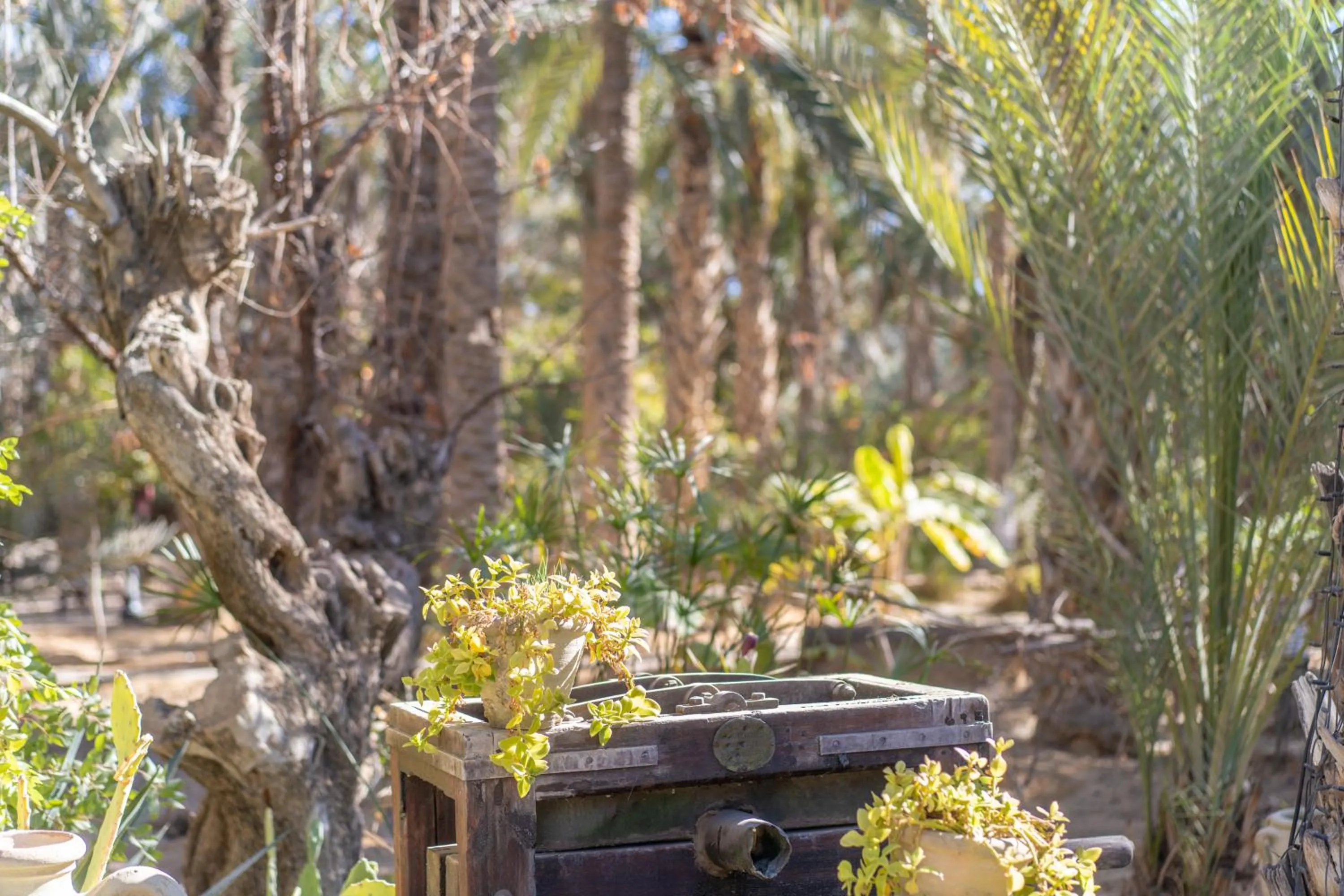 Natural landscape in Diar Abou Habibi