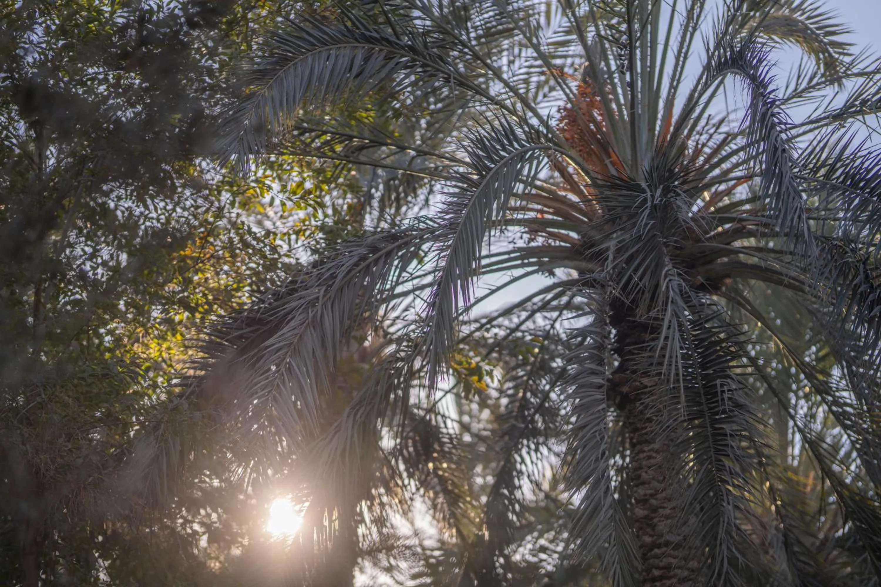 Natural landscape in Diar Abou Habibi
