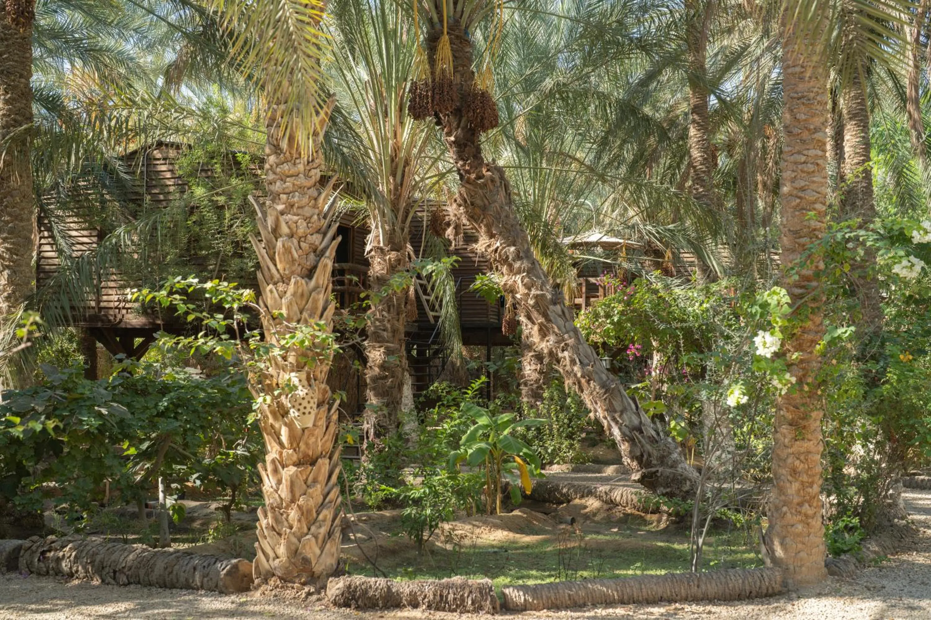 Natural landscape in Diar Abou Habibi