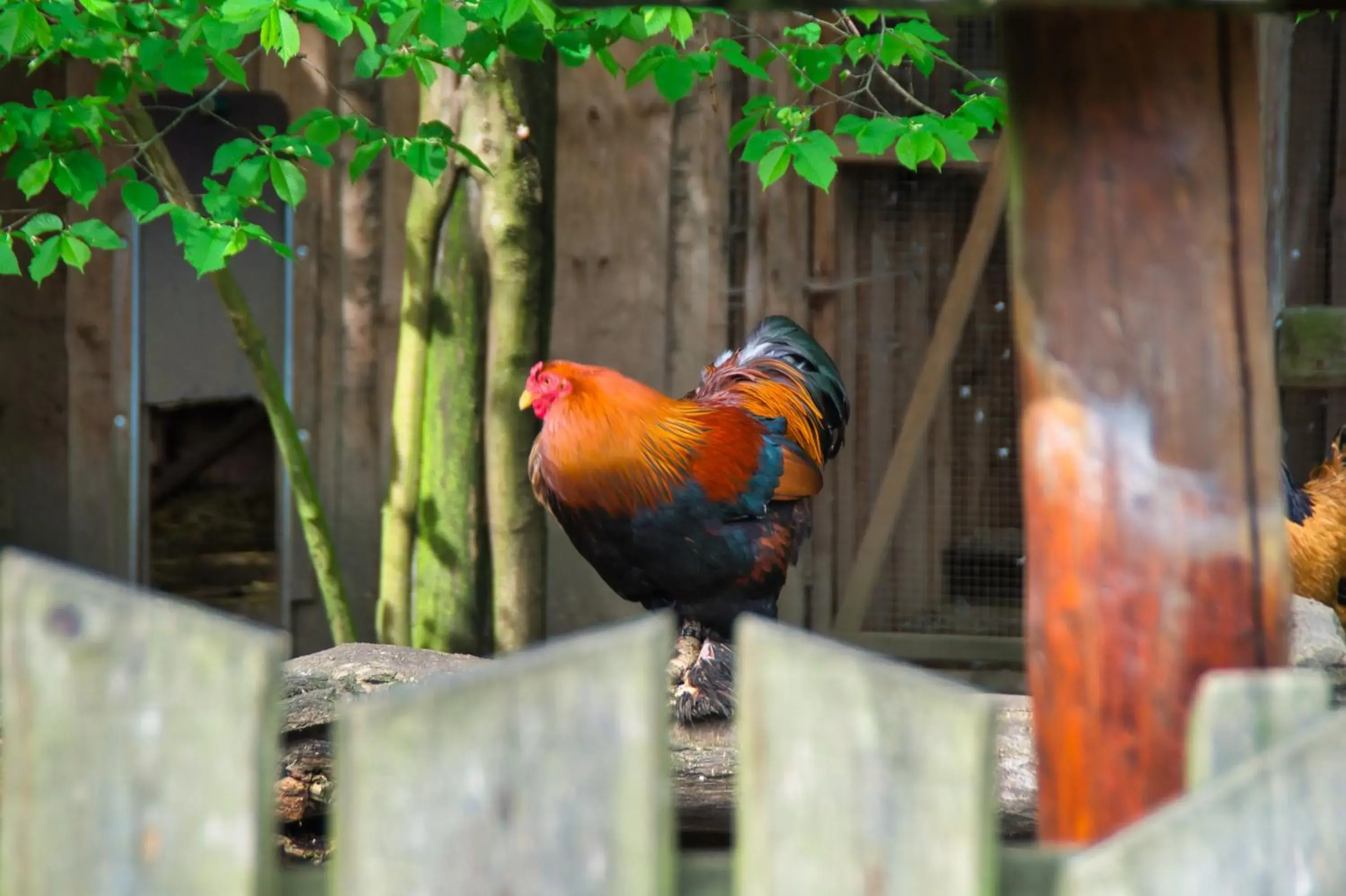 Garden in Berggasthof Butterberg Garden in Berggasthof Butterberg