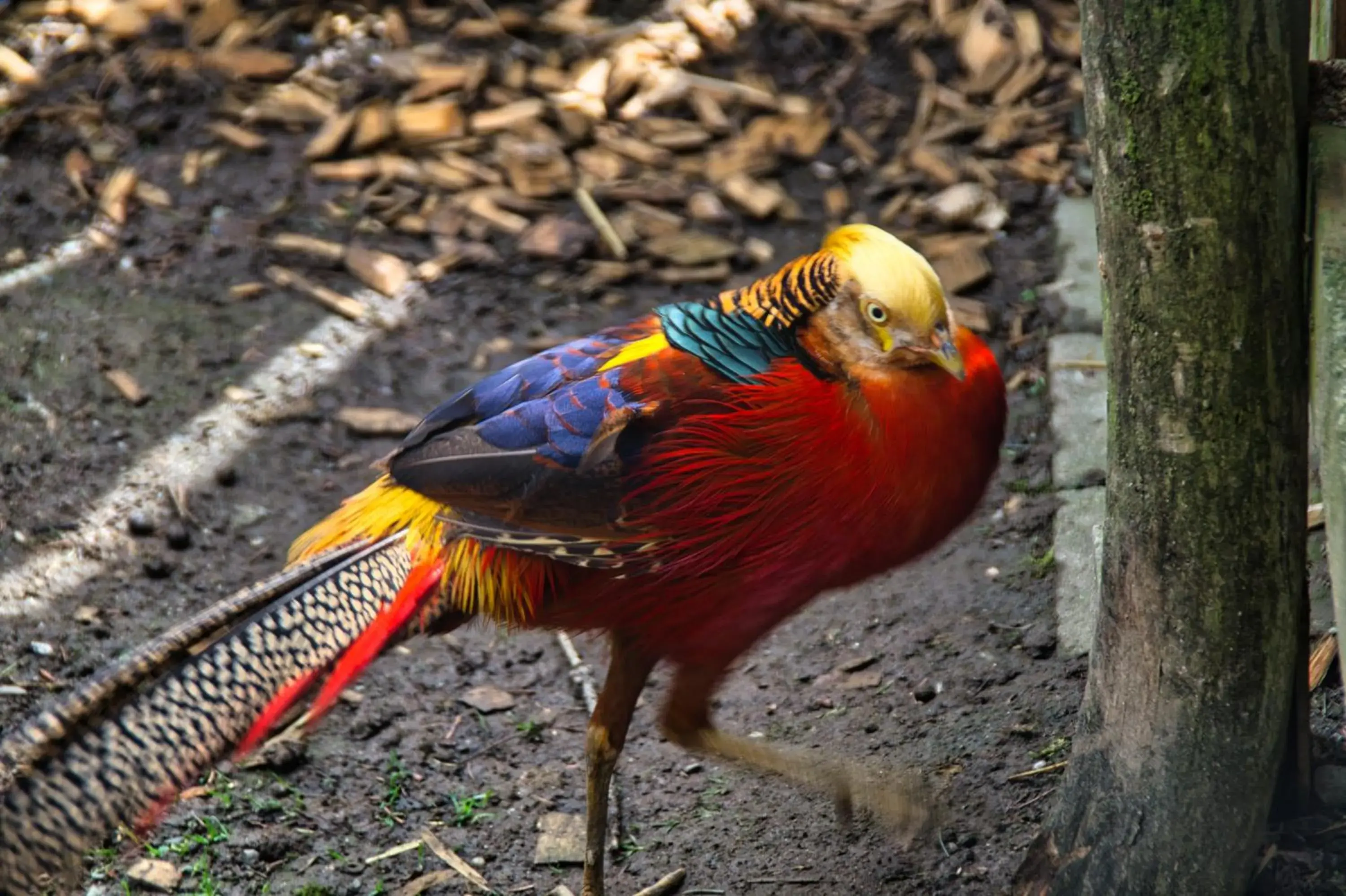 Garden in Berggasthof Butterberg Garden in Berggasthof Butterberg