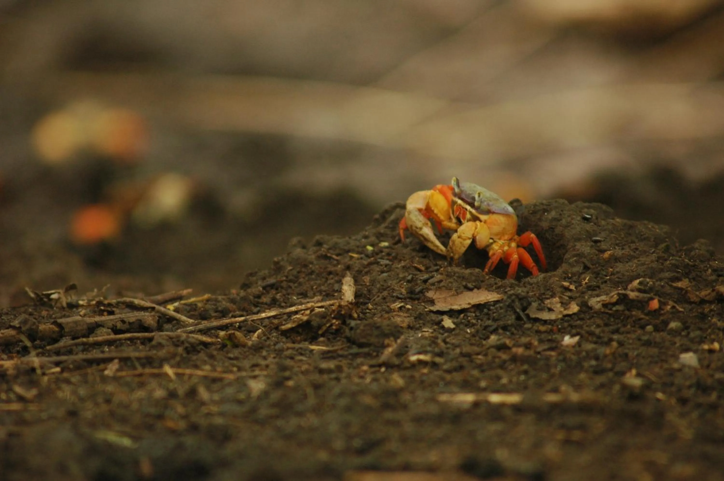 Animals in Cabinas Las Olas