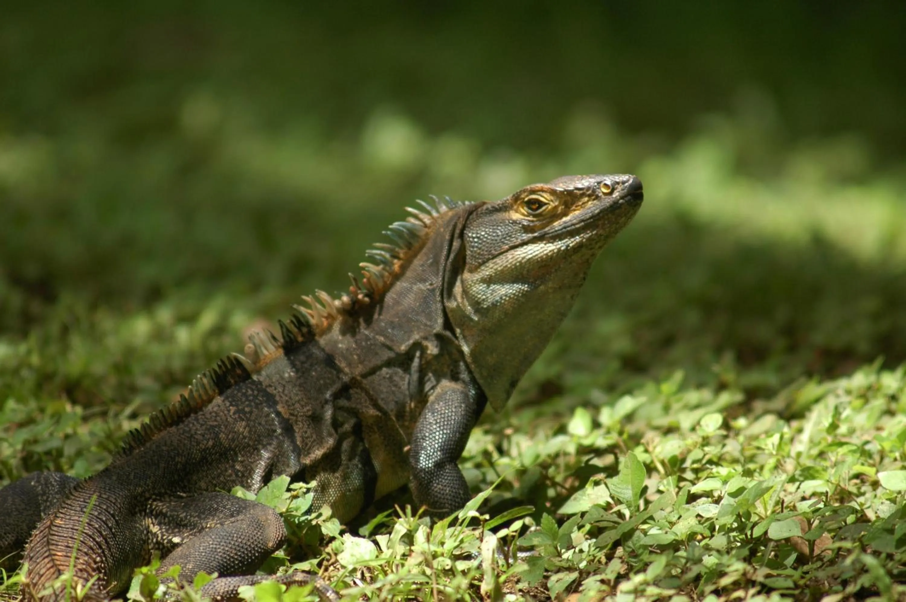Animals in Cabinas Las Olas