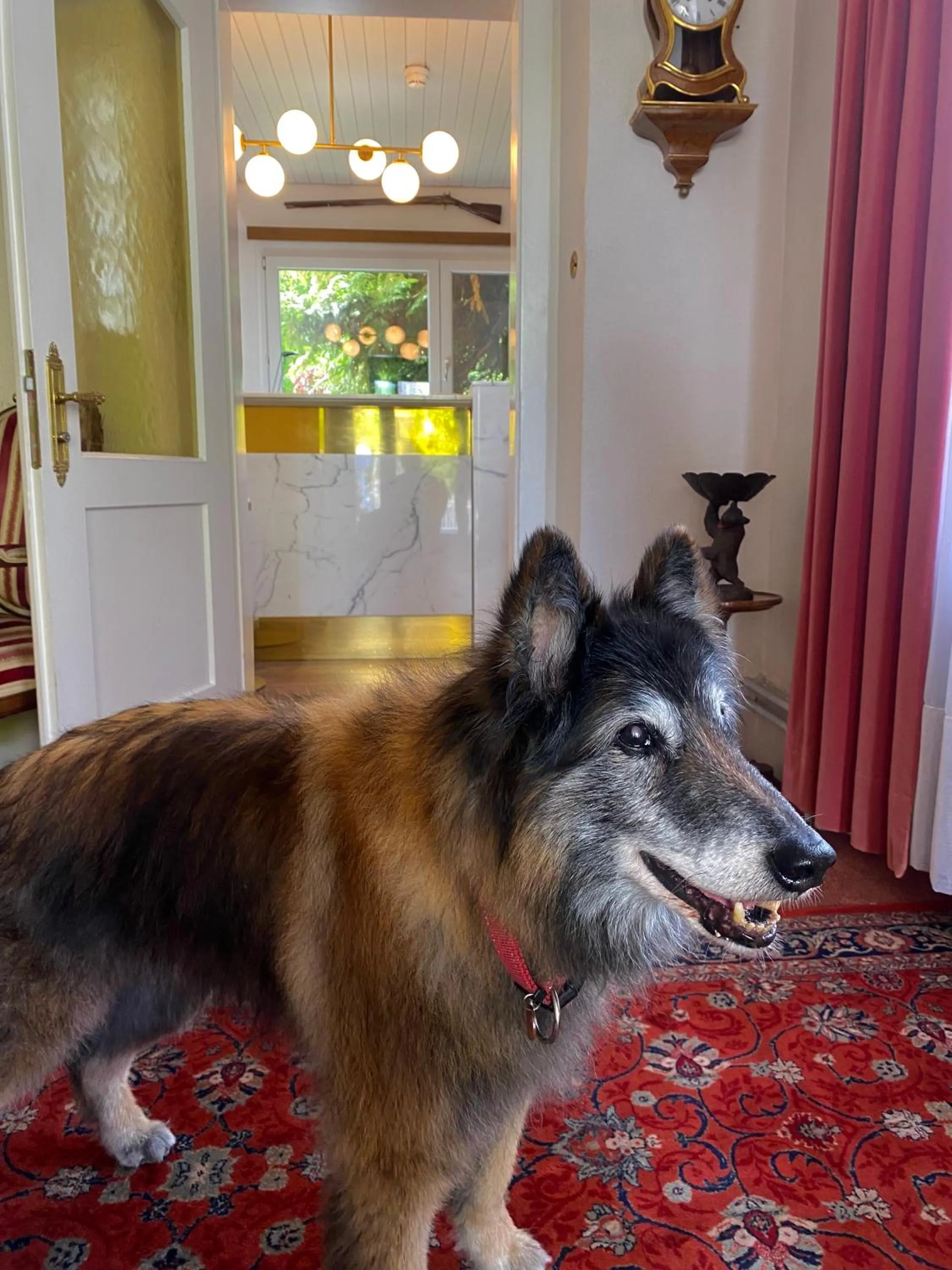 Pets in Hotel De La Paix